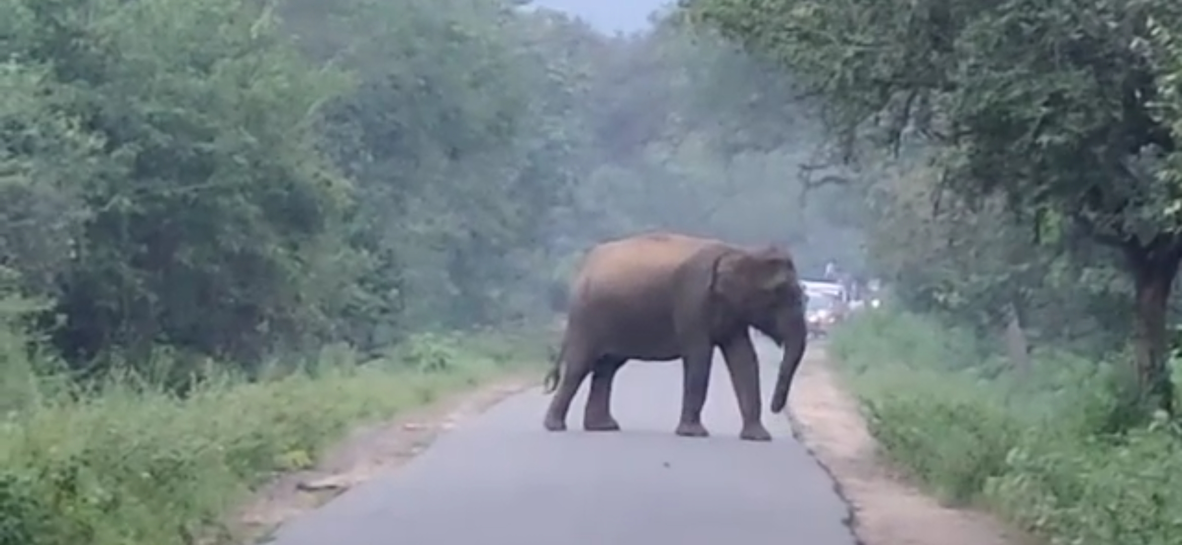 சாலையில் நடுவே நிற்கும் காட்டுயானை