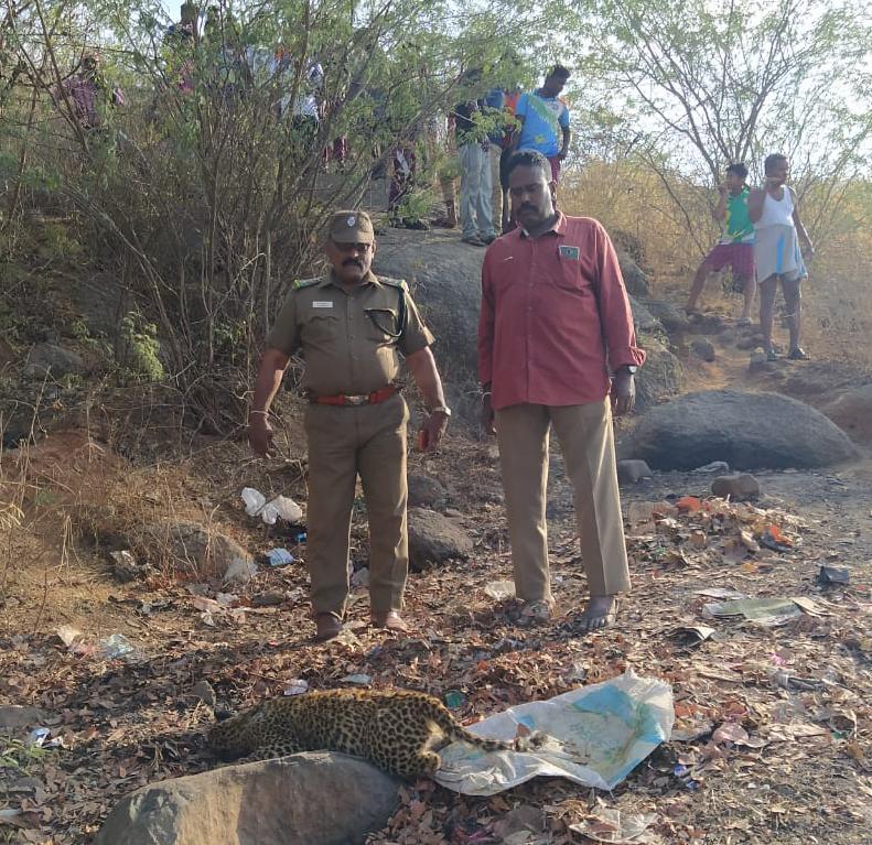 vellore at Pernampattu 6 month old leopard cub died