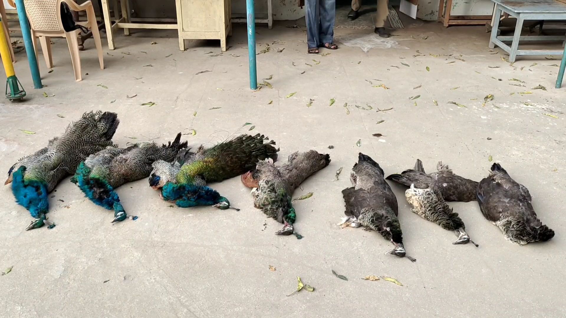 Seven peacocks poisoned and killed - one arrested