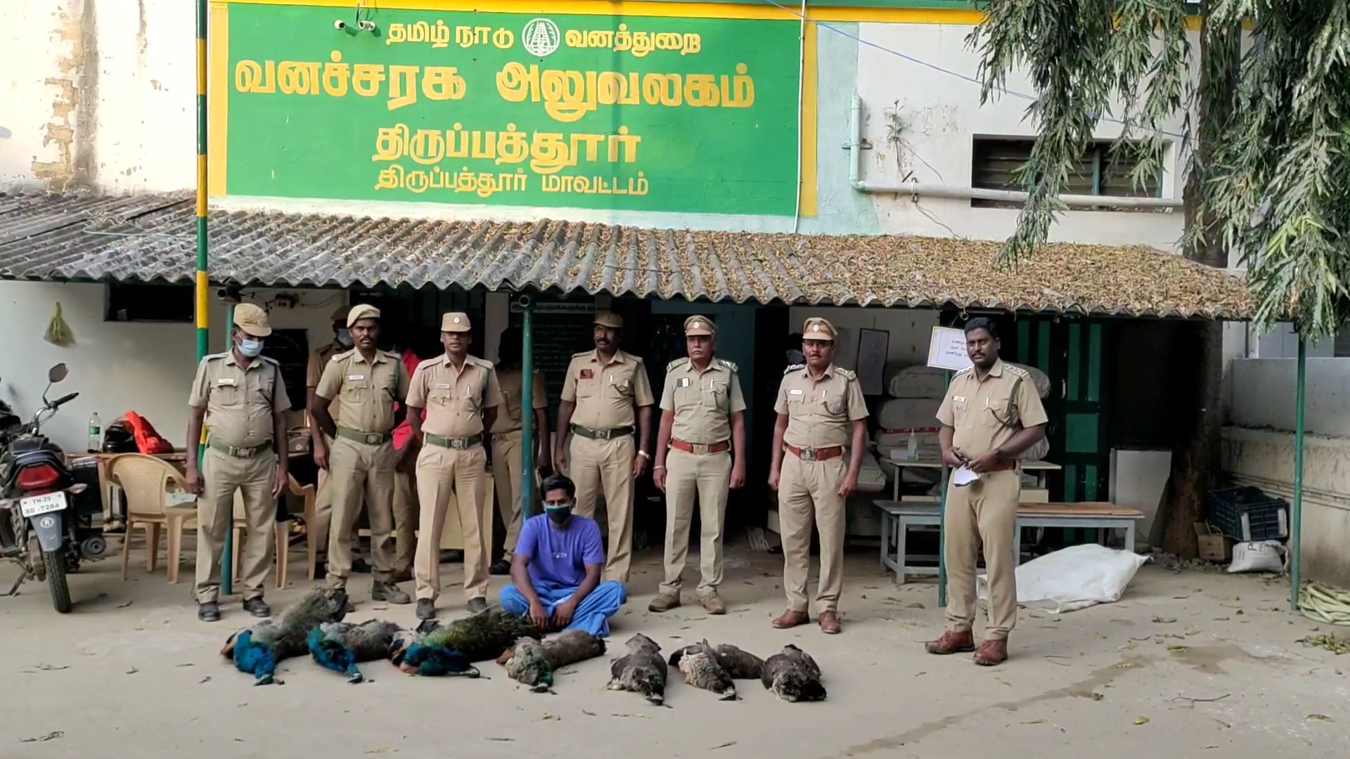 Seven peacocks poisoned and killed - one arrested