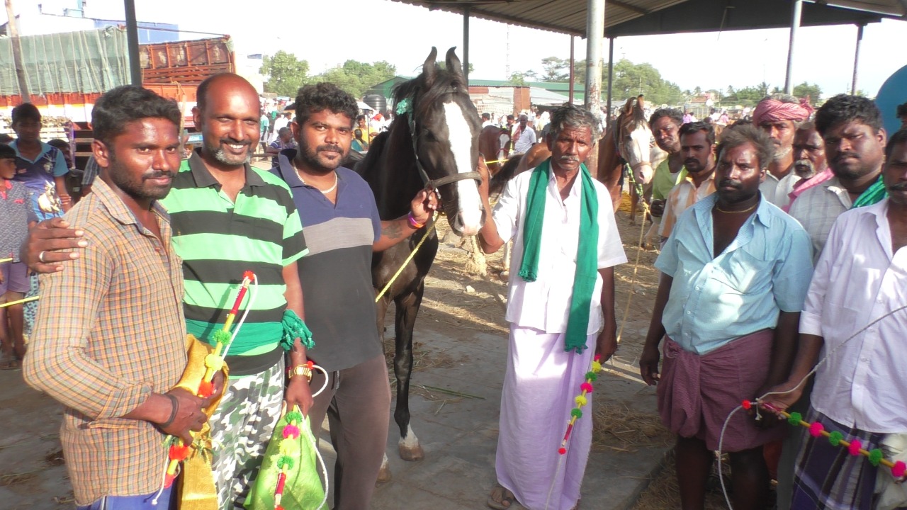 மணப்பாறை மாட்டு சந்தையில் குதிரைகள் விற்பனை