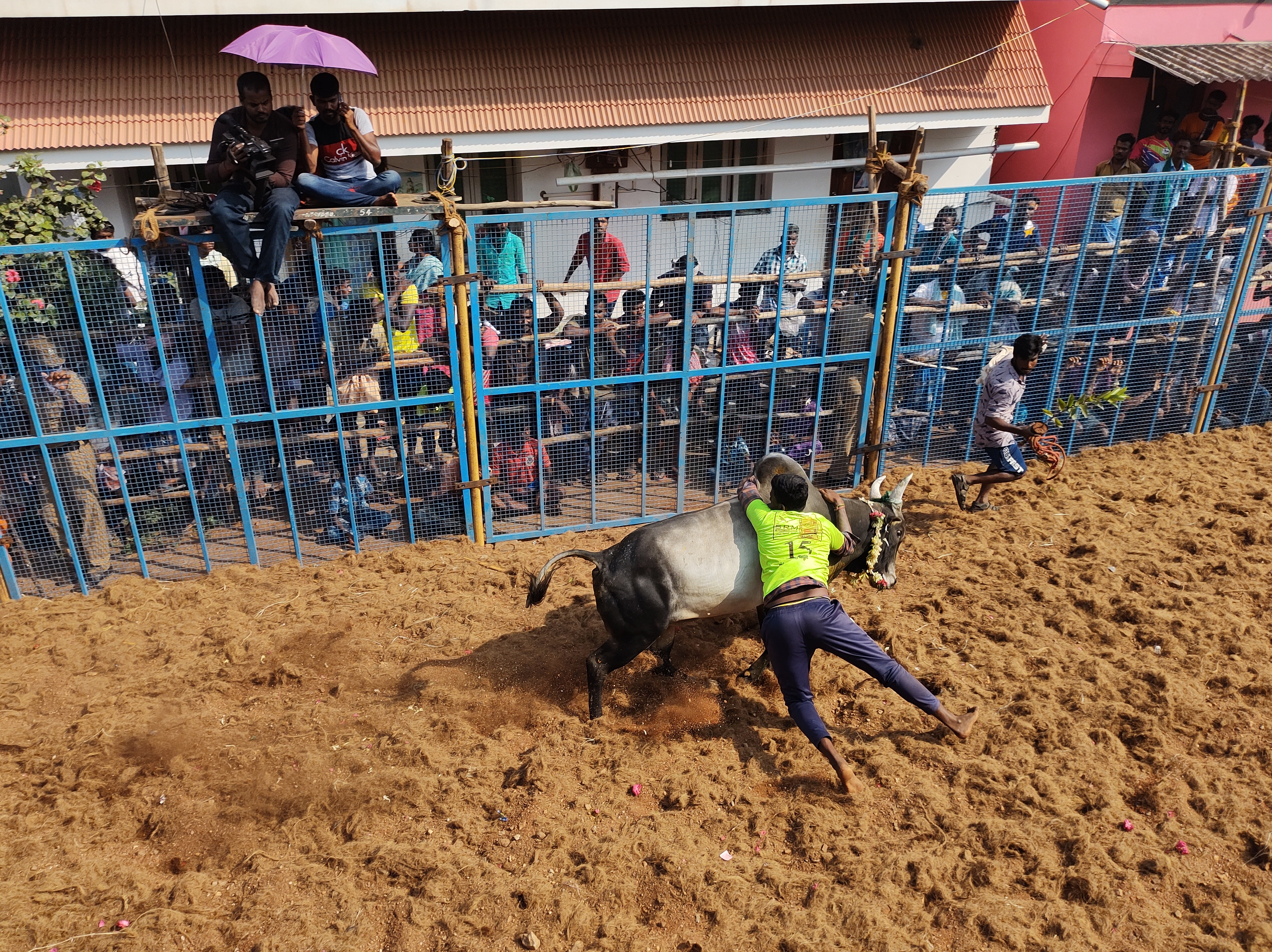 Jallikattu