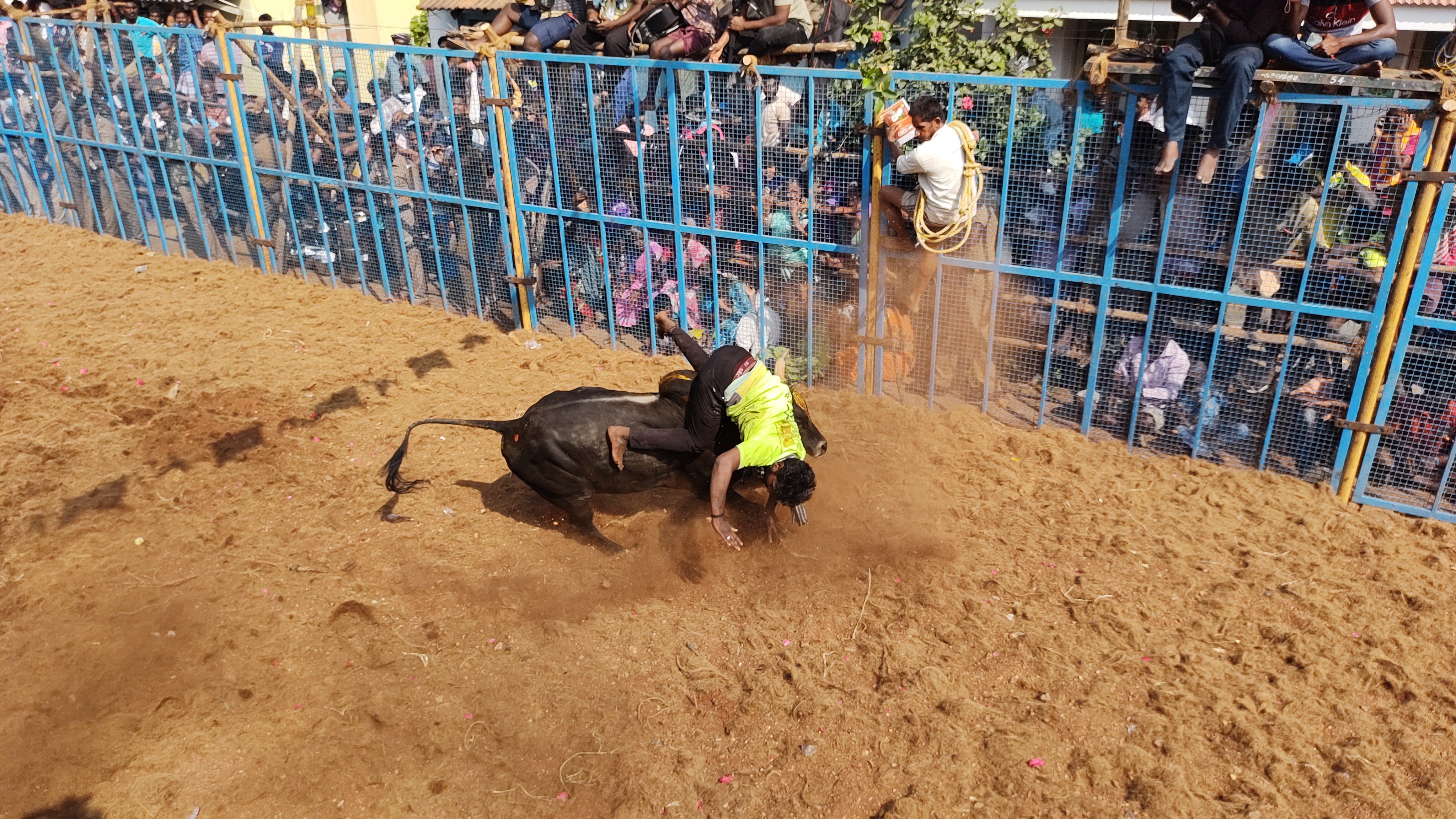 Jallikattu