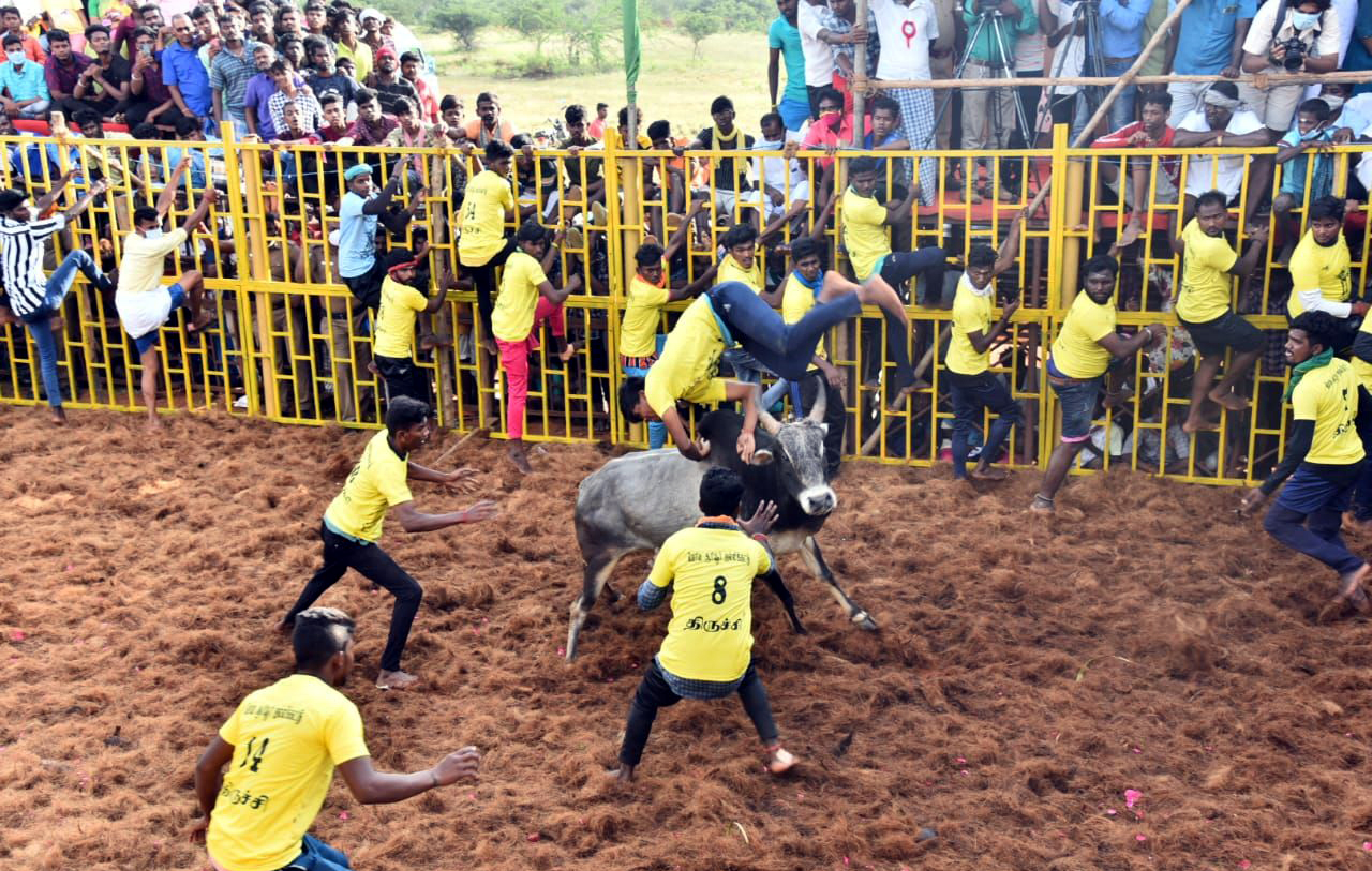 trichy jallikattu  Trichy periya suriyur Jallikattu  periya suriyur Jallikattu  Jallikattu  சூரியூர் ஜல்லிக்கட்டு  பெரியசூரியூர் ஜல்லிக்கட்டு  ஜல்லிக்கட்டு  திருச்சி ஜல்லிக்கட்டு