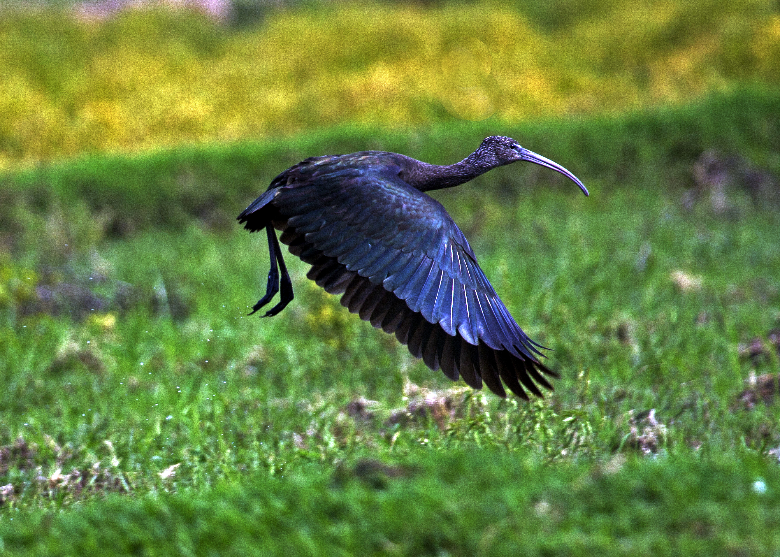 கிள்ளியூர் பறவைகள்