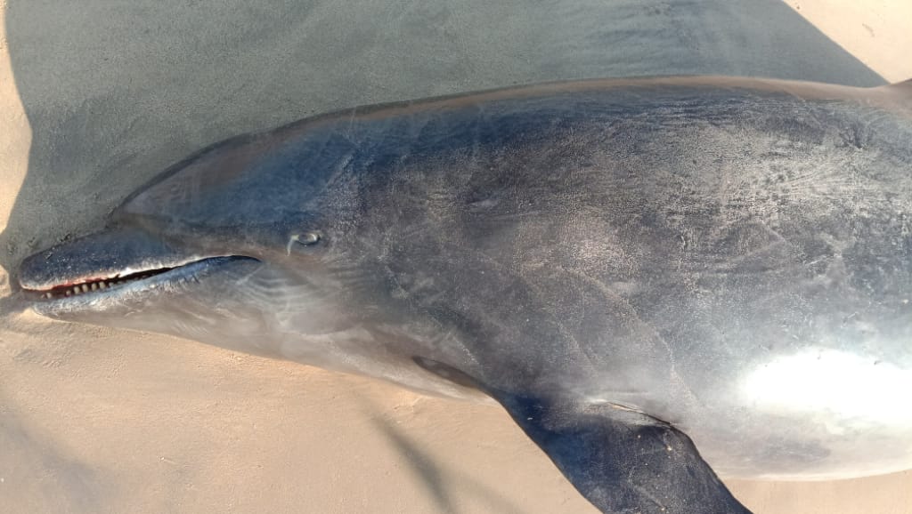 Carcass of dolphin washes ashore in Tamil Nadu