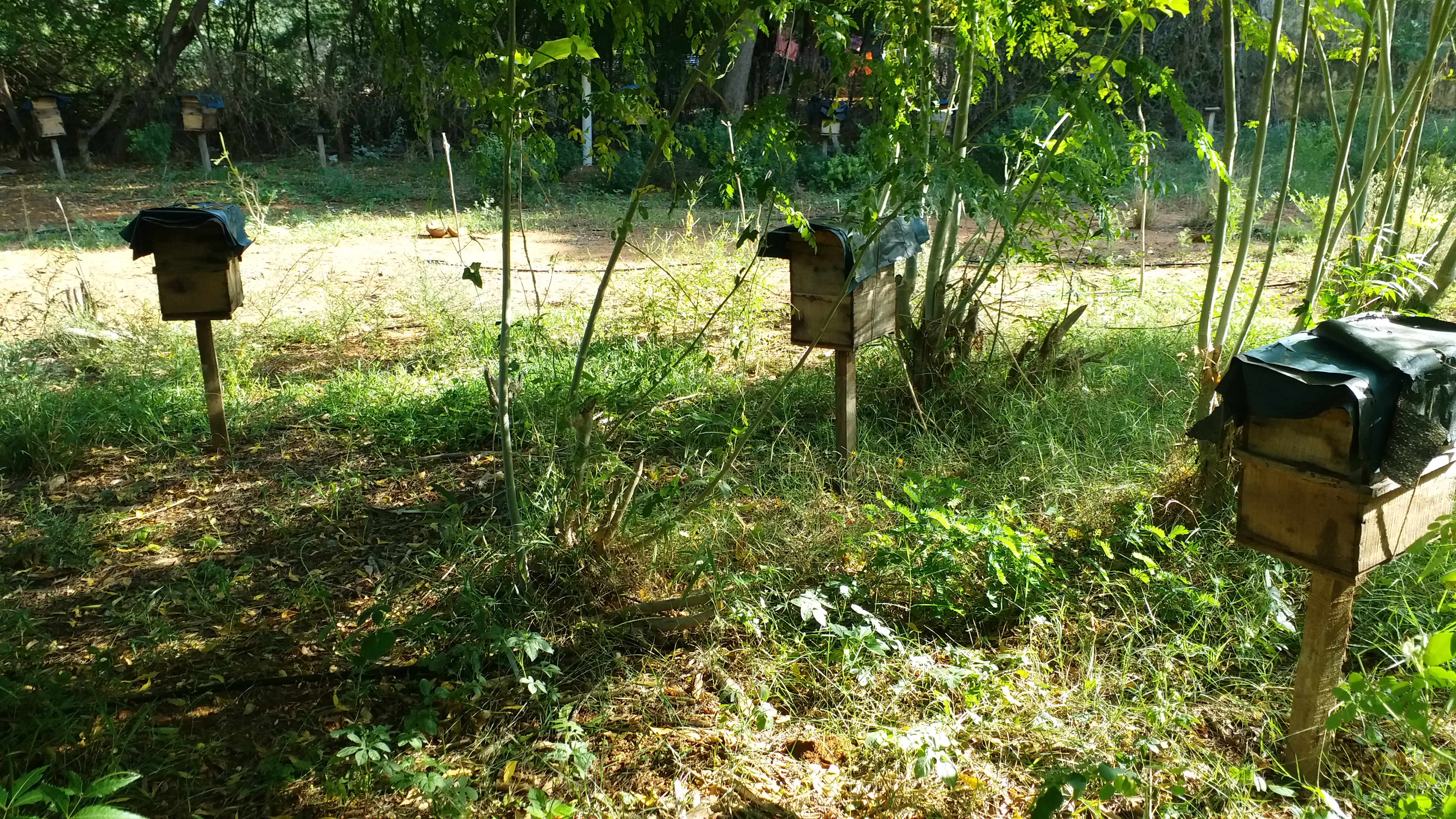 முருங்கை தேன் உற்பத்தி