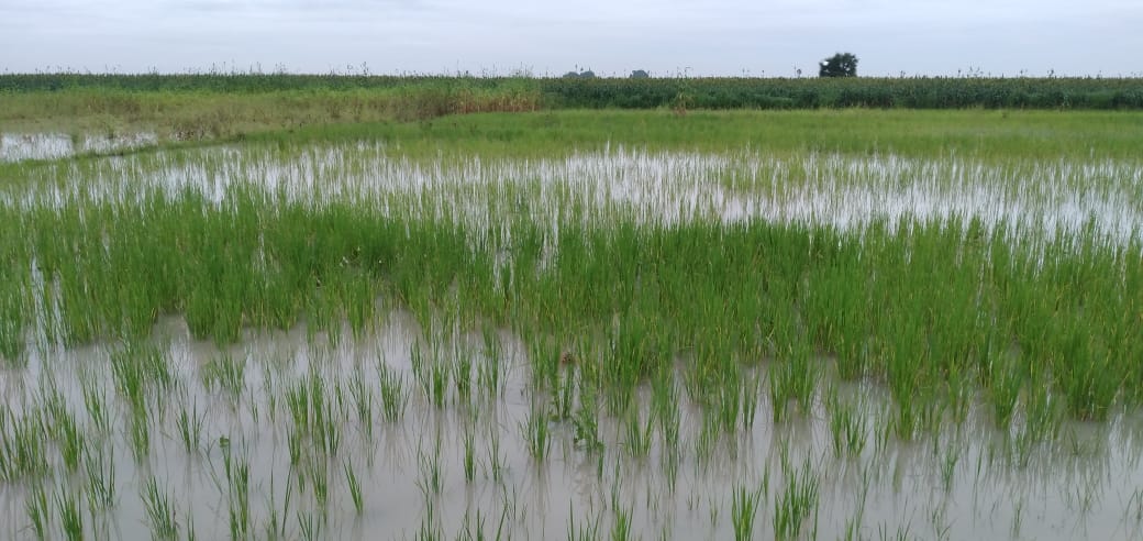 2 thousand acres of crops submerged in water in Vilathikulam area