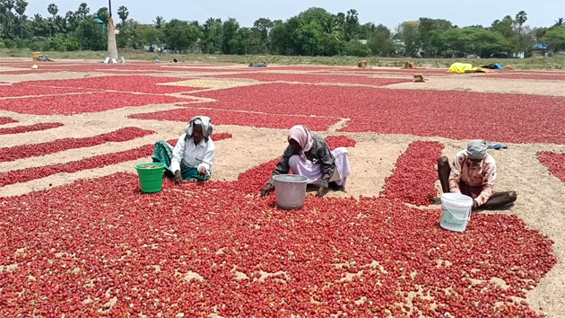 விளாத்திகுளம் மிளகாய் வத்தலுக்கு போதிய விலை கிடைக்காததால் விவசாயிகள் வேதனை!!