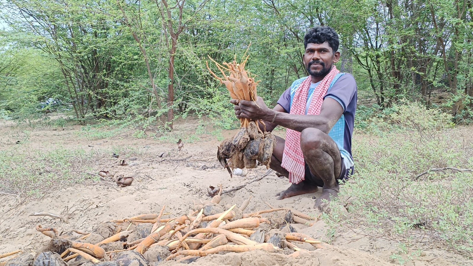 பனங்கிழங்கு உற்பத்தி தீவிரம்