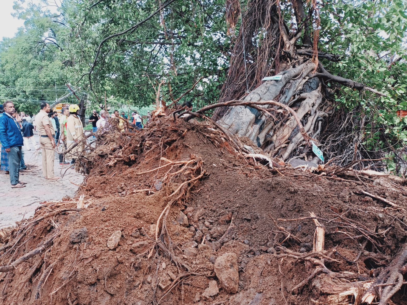 வேரோடு சாய்ந்த ஆலமரம்