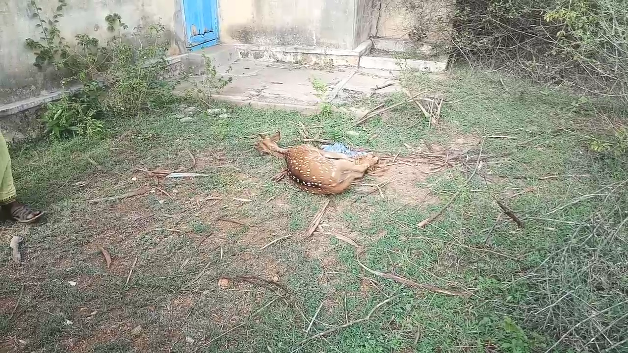 tiruvannamalai forest officers rescued spotted deer from Residential area