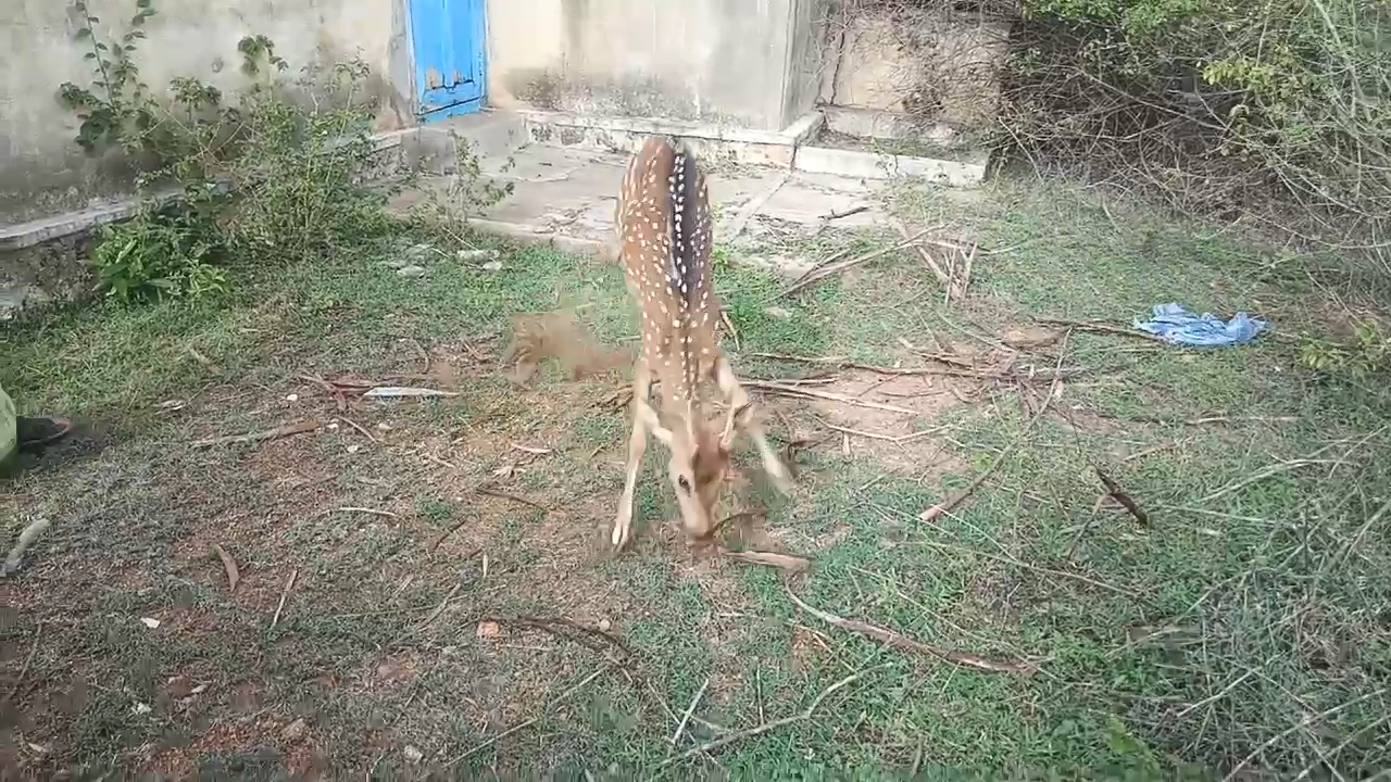 tiruvannamalai forest officers rescued spotted deer from Residential area