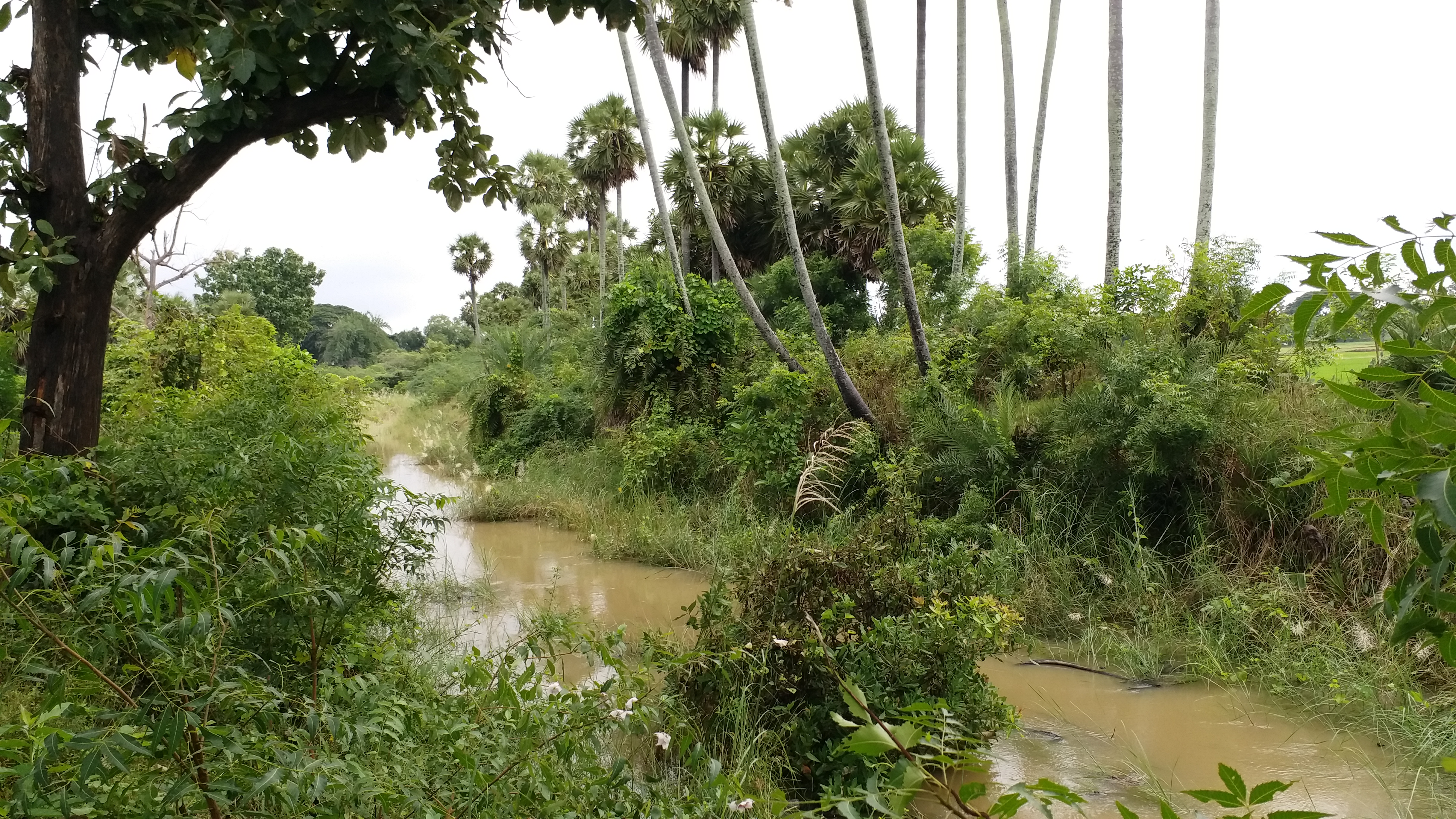 காளியாகுடி வடிகால் வாய்க்கால், Kaliyakudi Drain canal, nannlilam farmers demands, tamilnadu farmers demand, தமிழ்நாடு விவசாயிகள் கோரிக்கை