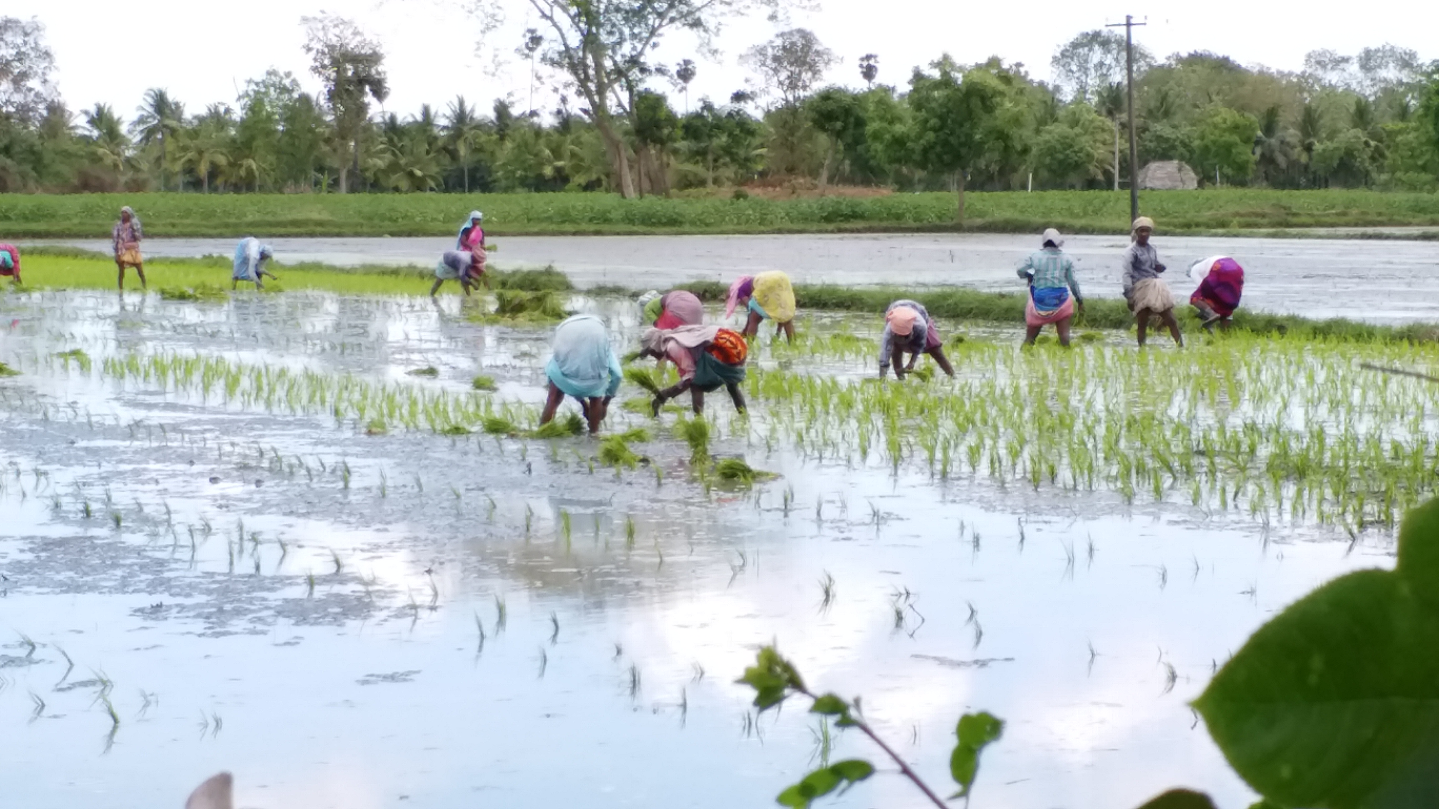 farmers  coronavirus  CRISIL  COVID-19  lockdown  editorial  agrarian crisis  கரோனா வைரஸ் பாதிப்பால் தவிக்கும் விவசாயிகள்  விவசாயிகள் பாதிப்பு  ராபி பருவம், கோவிட்-19 பெருந்தொற்று, விளைச்சல் குறைவு