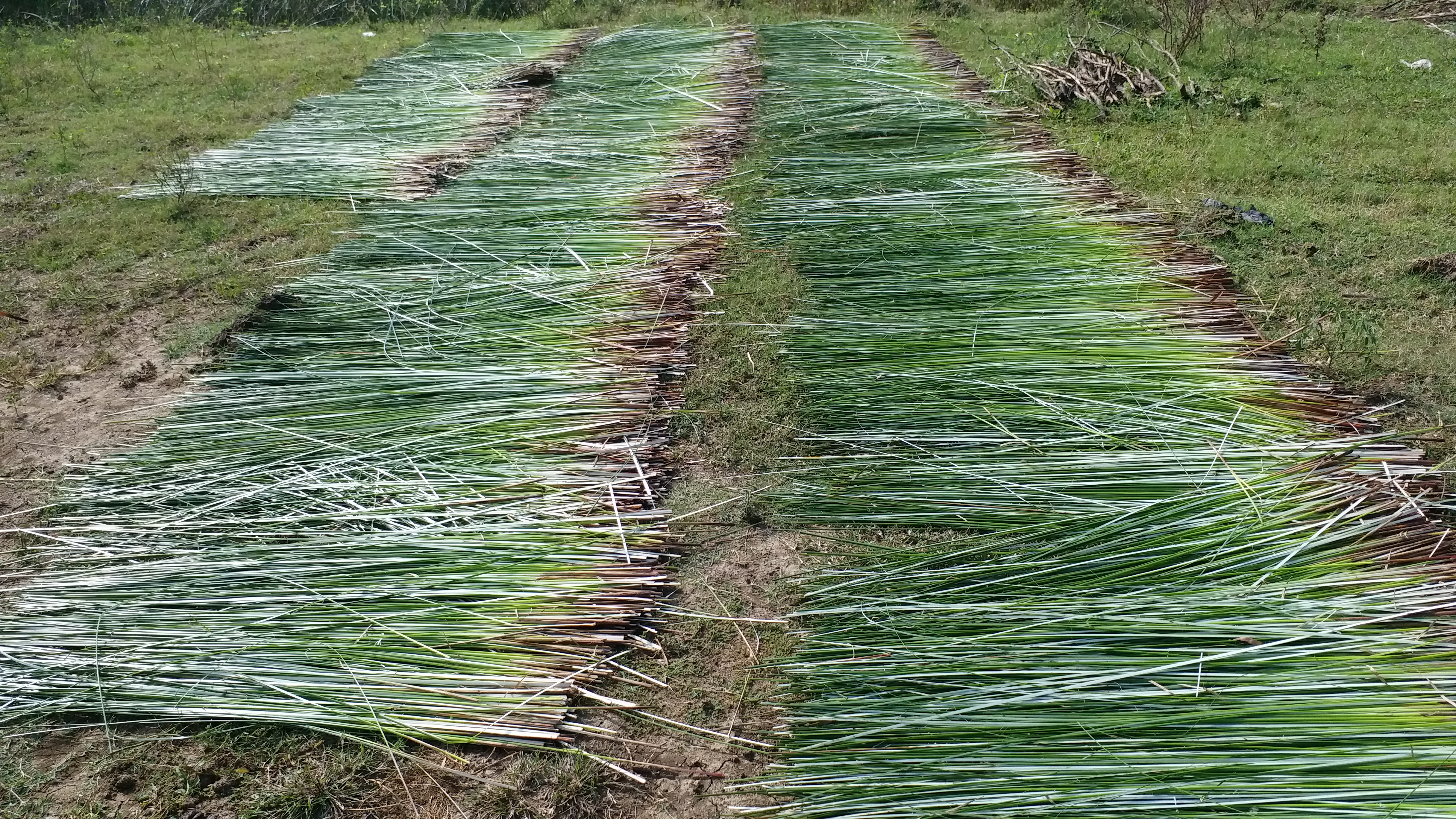 thiruvarur-low-budget-mat-farming-in-dwindle-stage