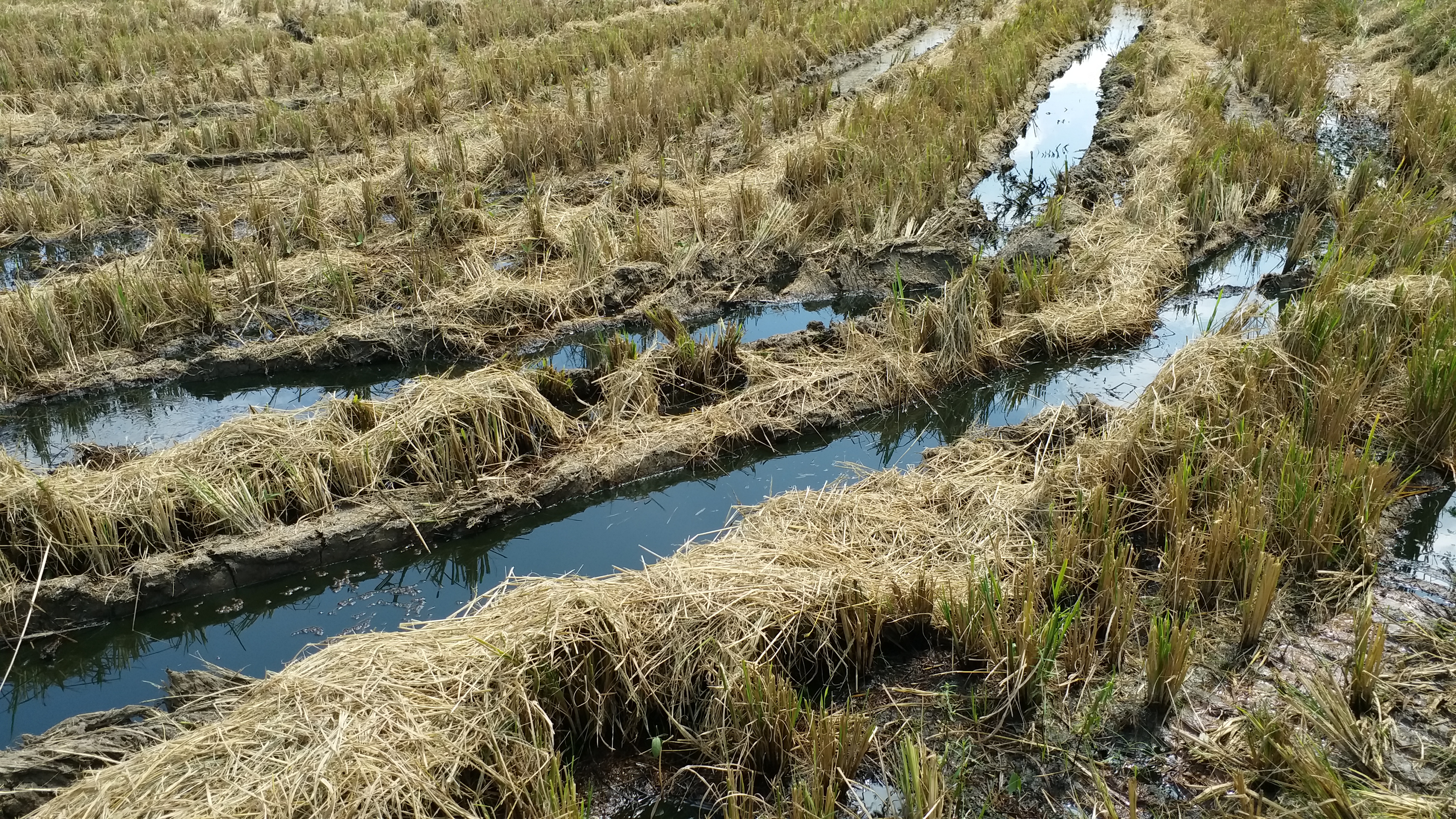 ongc oil leakage in thiruvarur farm land issue