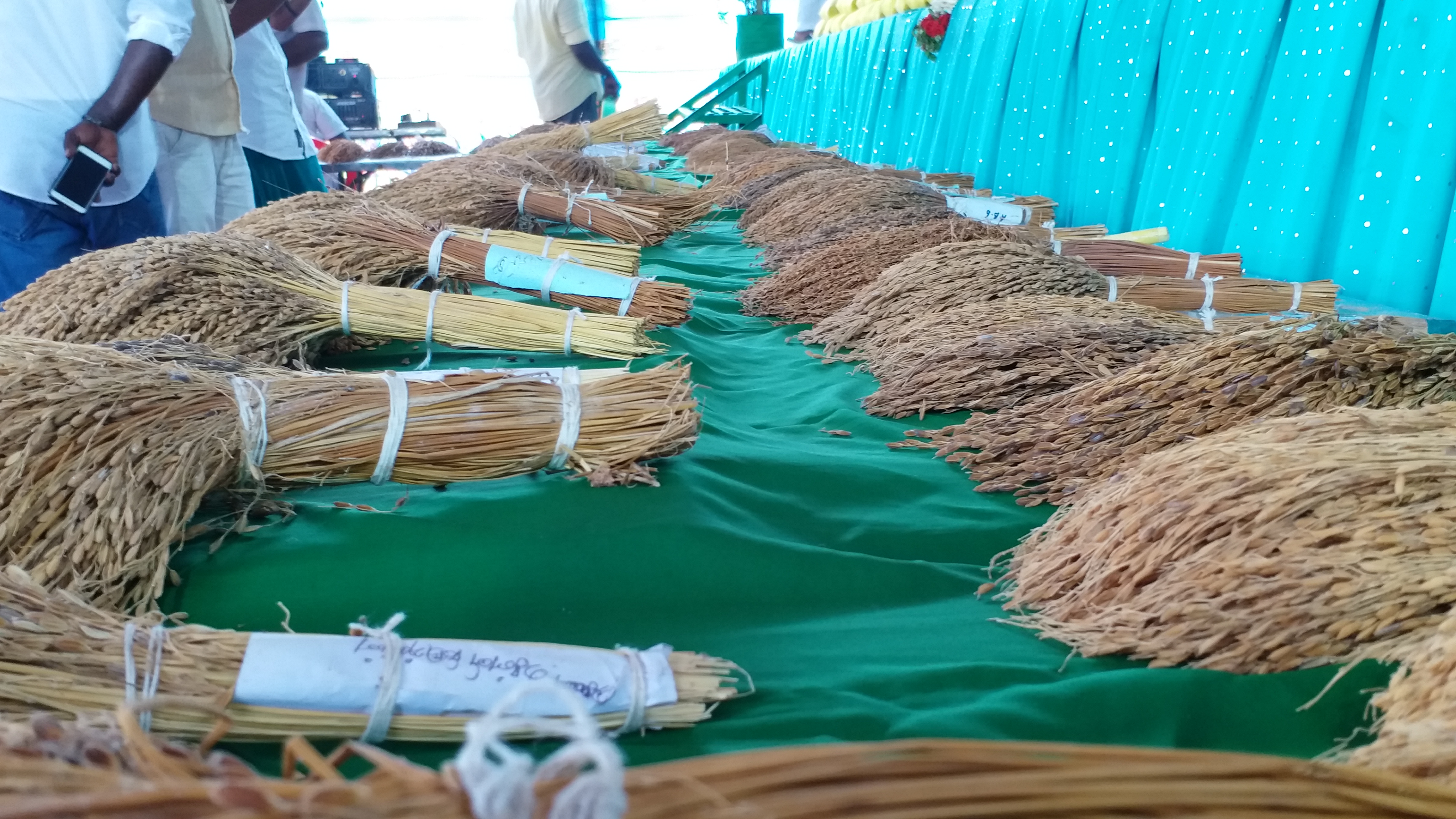 paddy festival