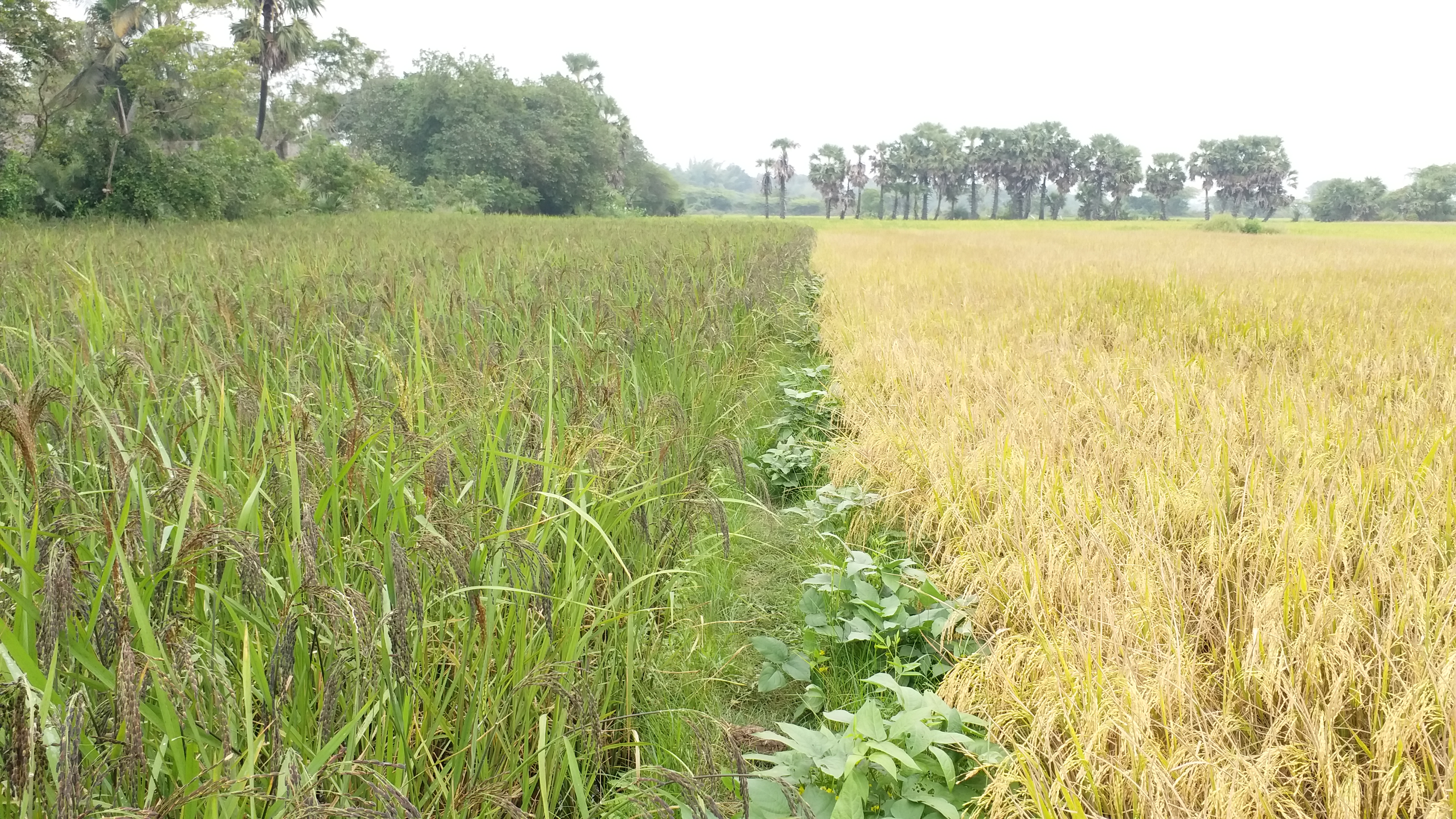 கருப்பு கவுணி நெல், Tiruvarur Nannilam Farmer culltivated Natural Paddy Crops, Black sorghum paddy