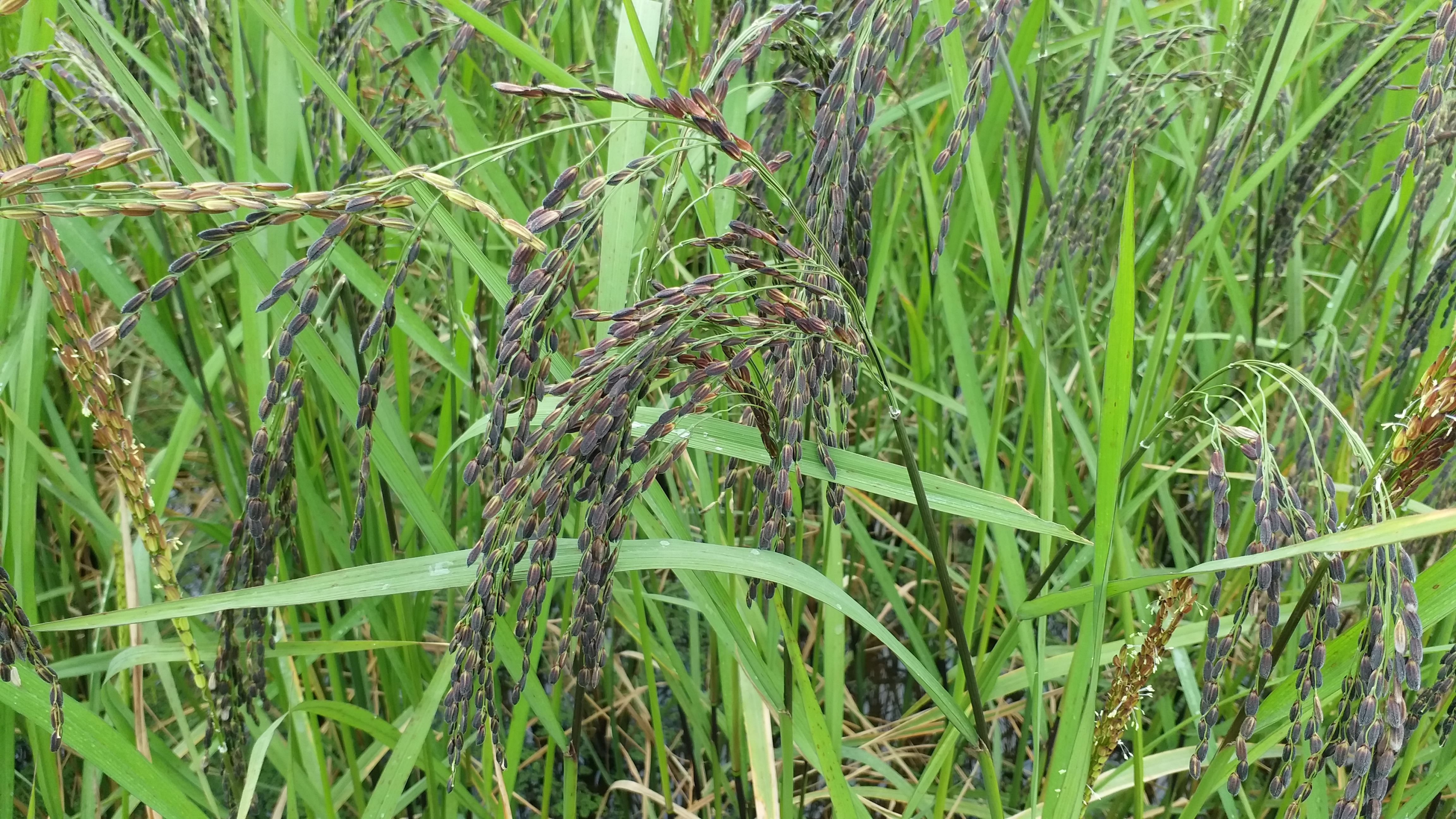 கருப்பு கவுணி நெல், Tiruvarur Nannilam Farmer culltivated Natural Paddy Crops, Black sorghum paddy