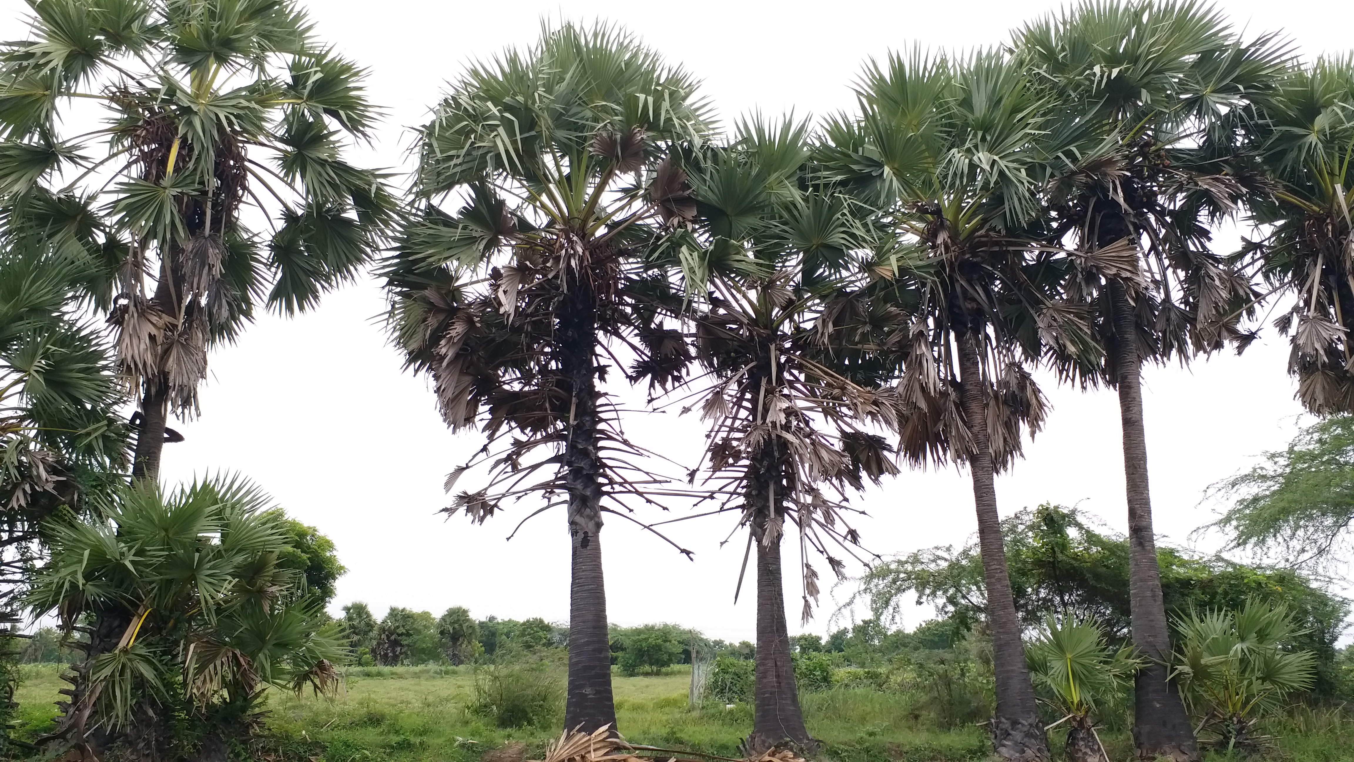 '100 நாள் பணித்திட்டத்தொழிலாளர்களை பனை நடவு செய்யும் பணிகளில் ஈடுபடுத்த வேண்டும்'- திருவாரூர் விவசாயிகள்