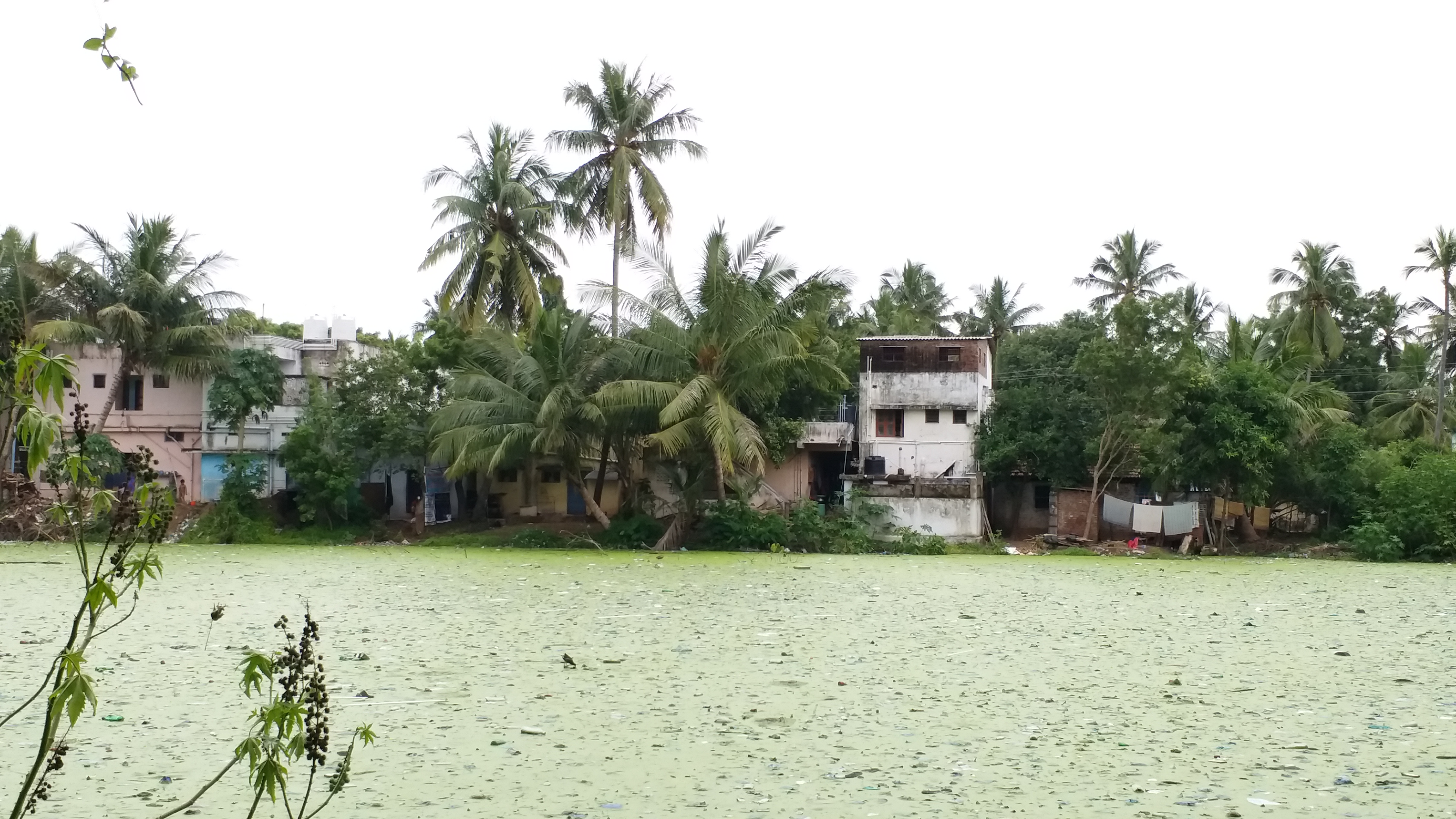 தூர்வாராமல் கிடக்கும் குளம்!