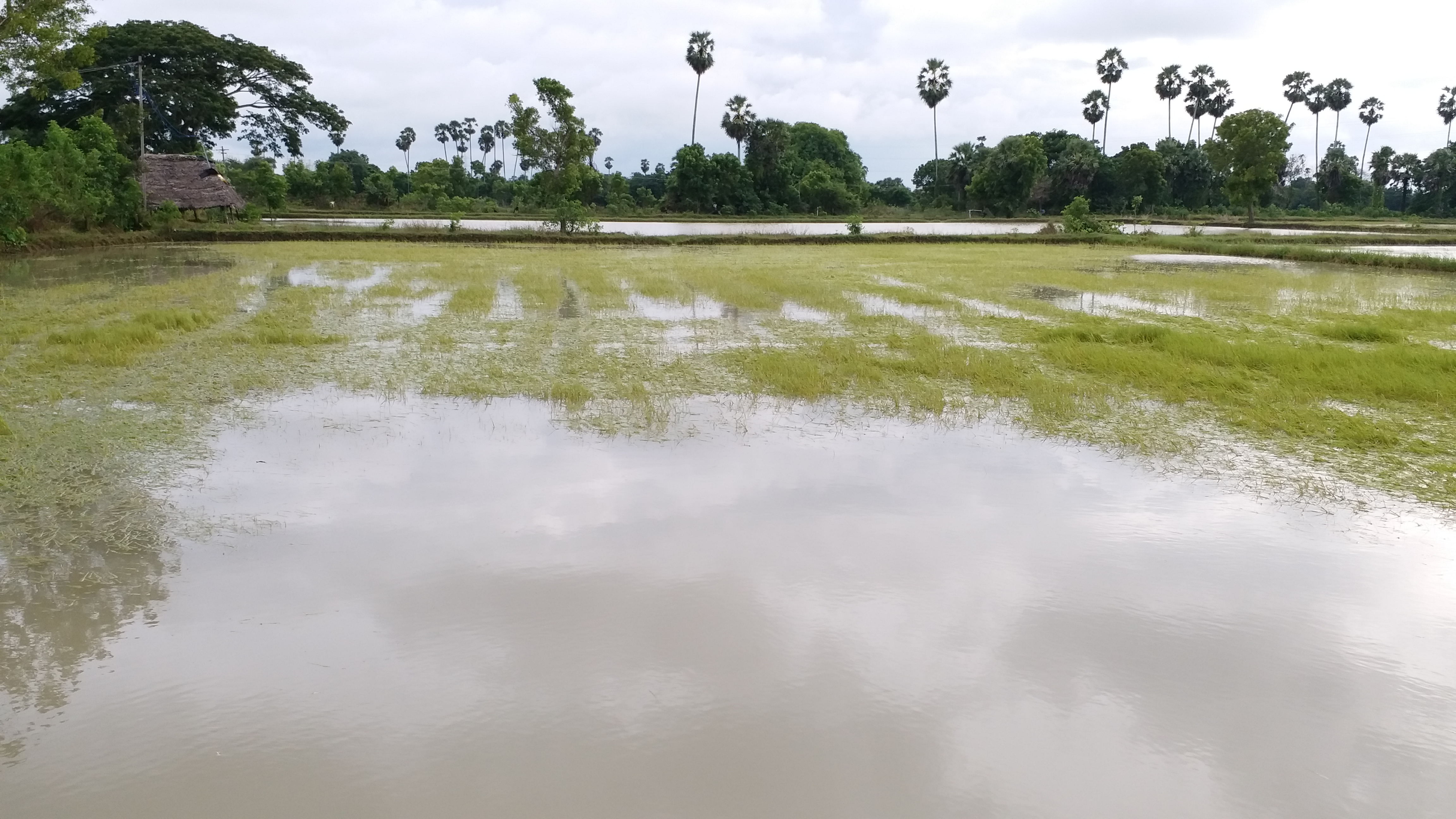 வயல்களில் தேங்கியுள்ள மழைநீர், திருவாரூர், Tiruvarur