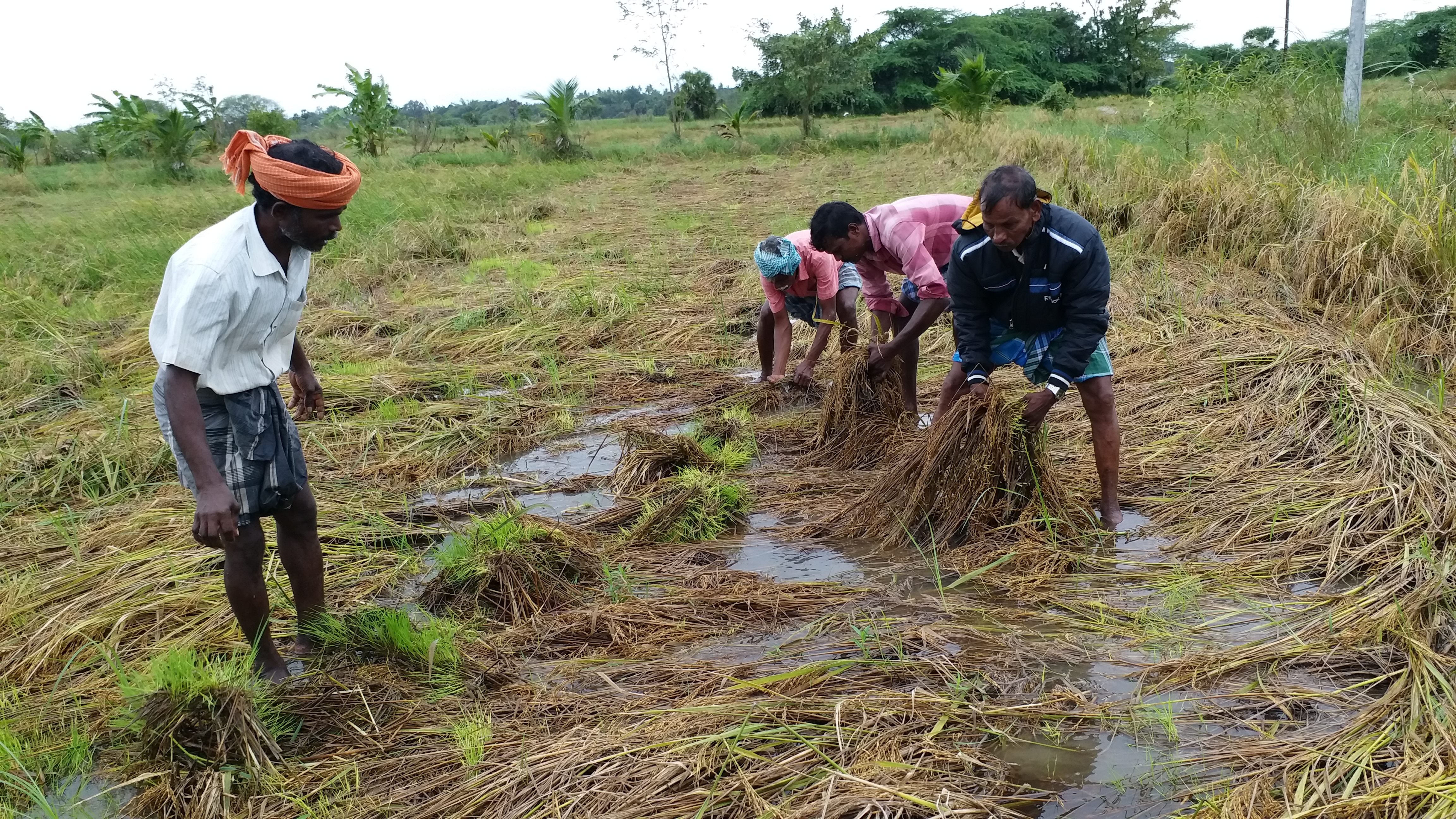 Damage to paddy