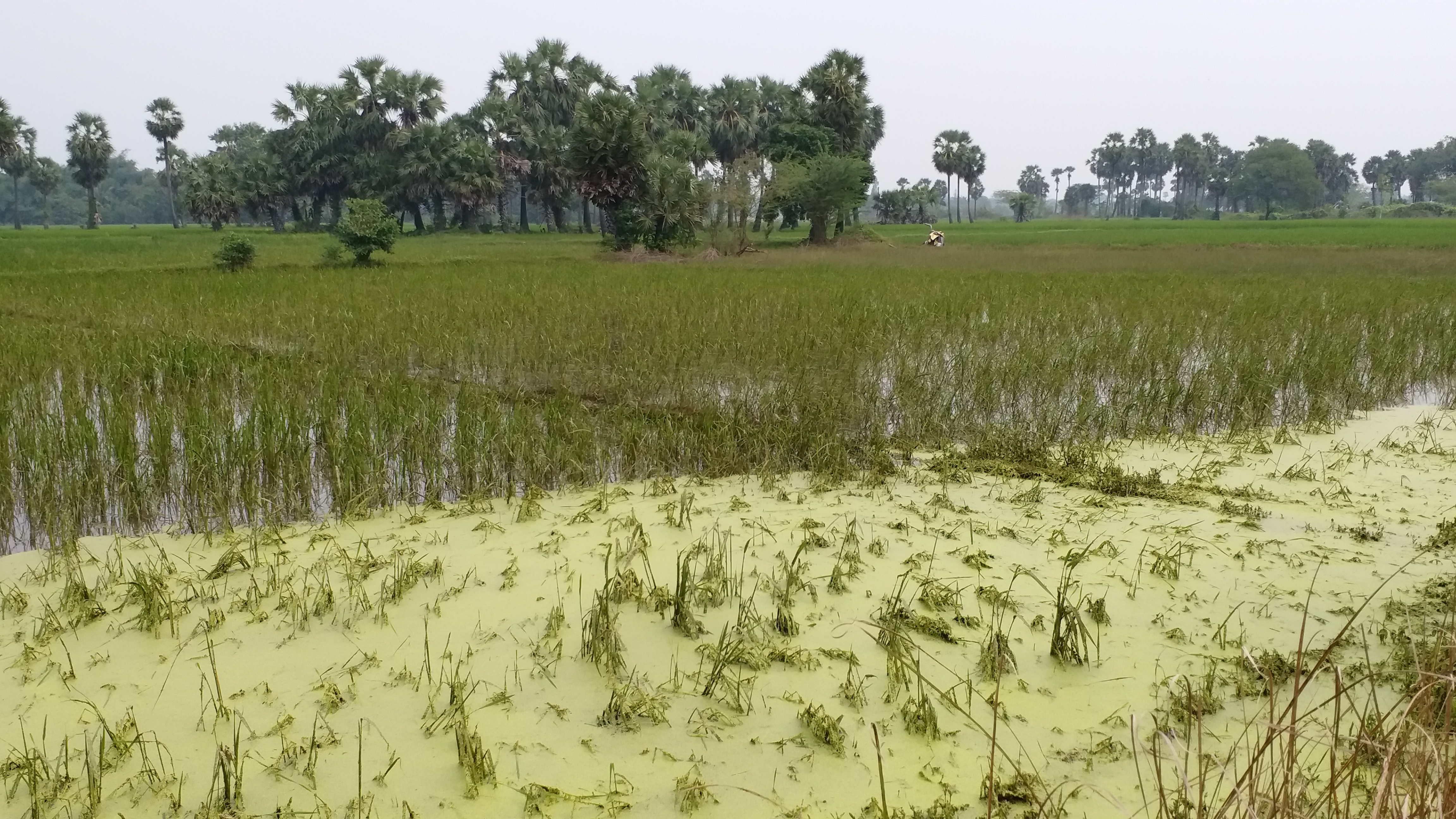 தண்ணீரில் மூழ்கி சேதமடைந்த பயிர்கள்