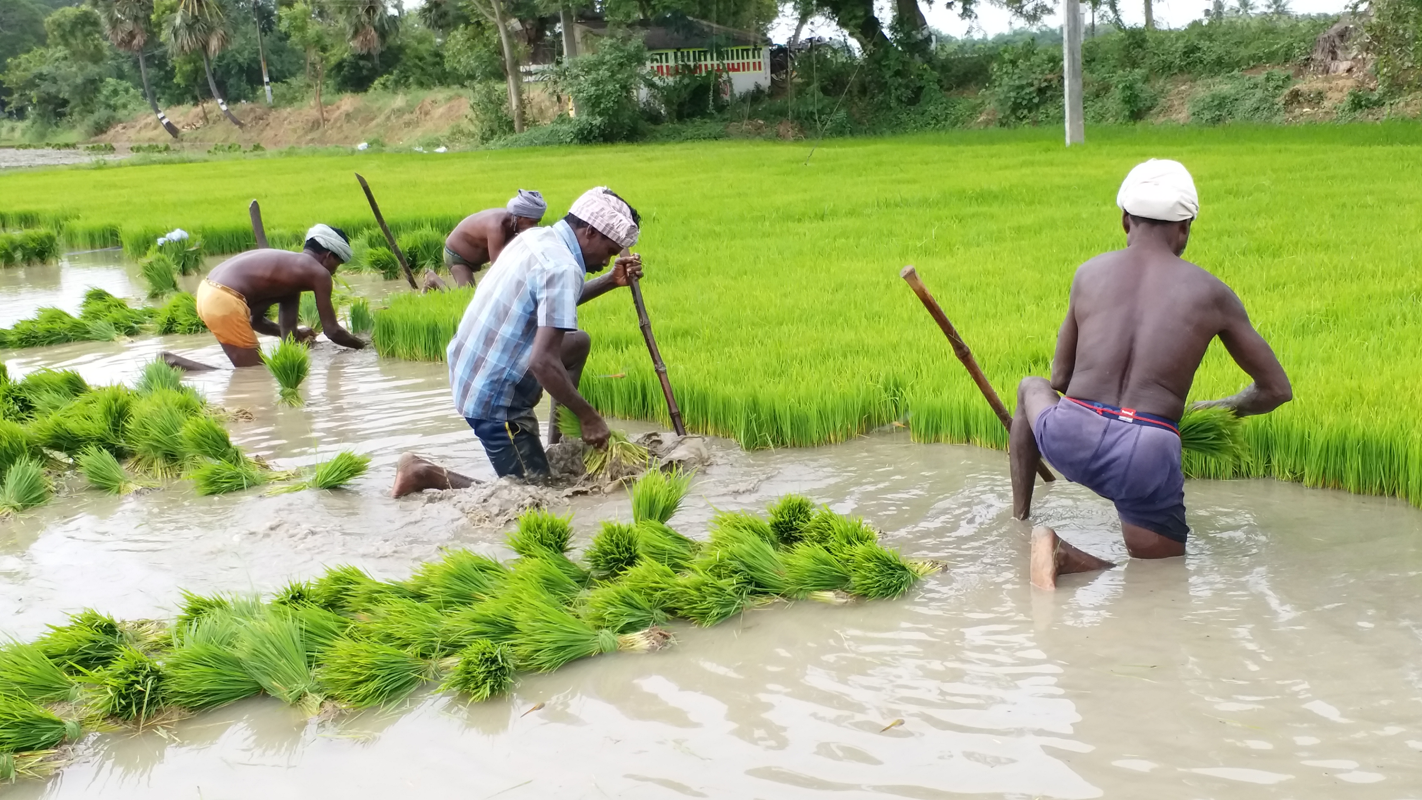 farmers demands on crop insurance, crop insurance issue in tiruvarur, பயிர் காப்பீடு, பயிர் தொழில் பழகு
