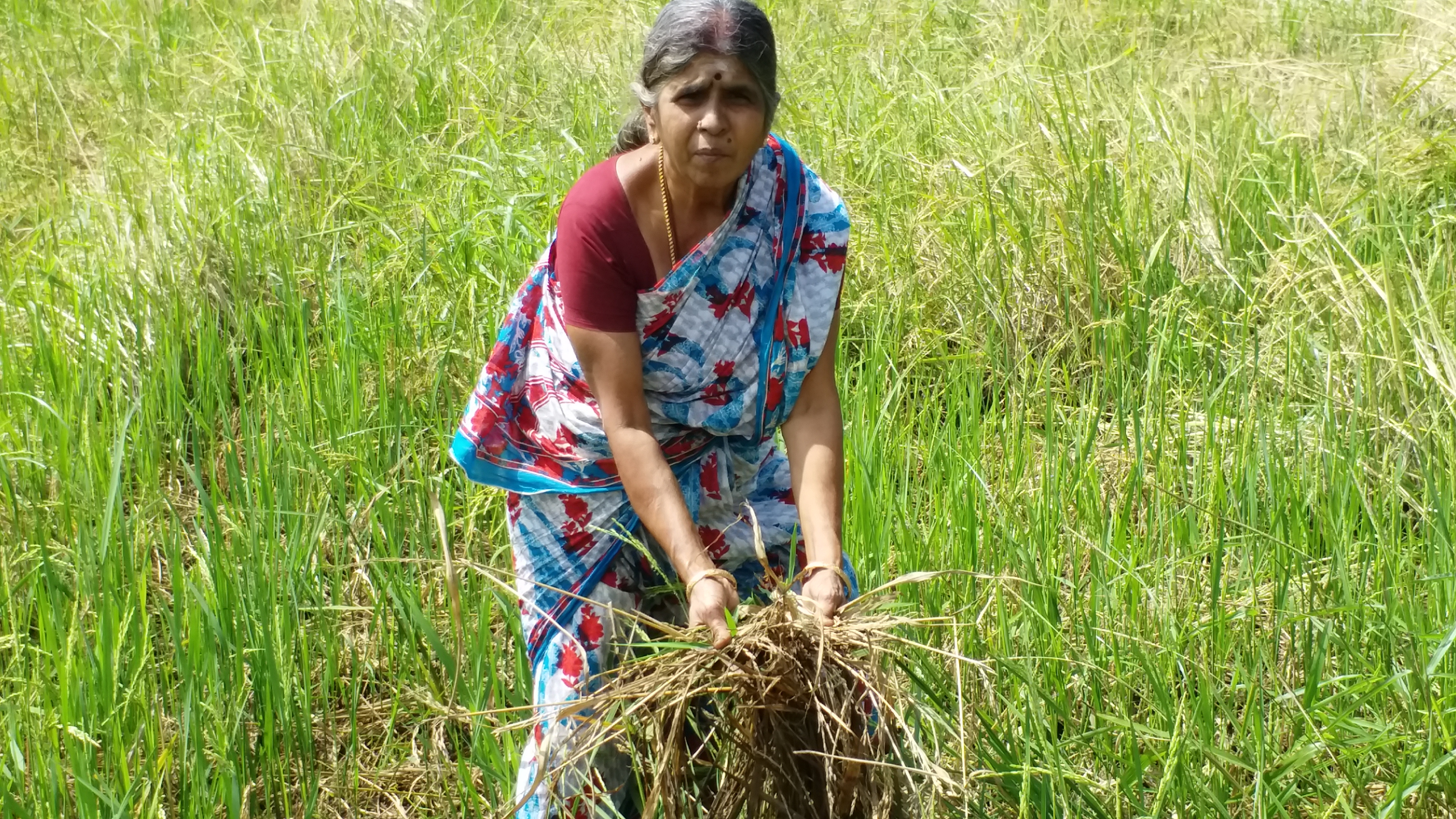 paddy damage