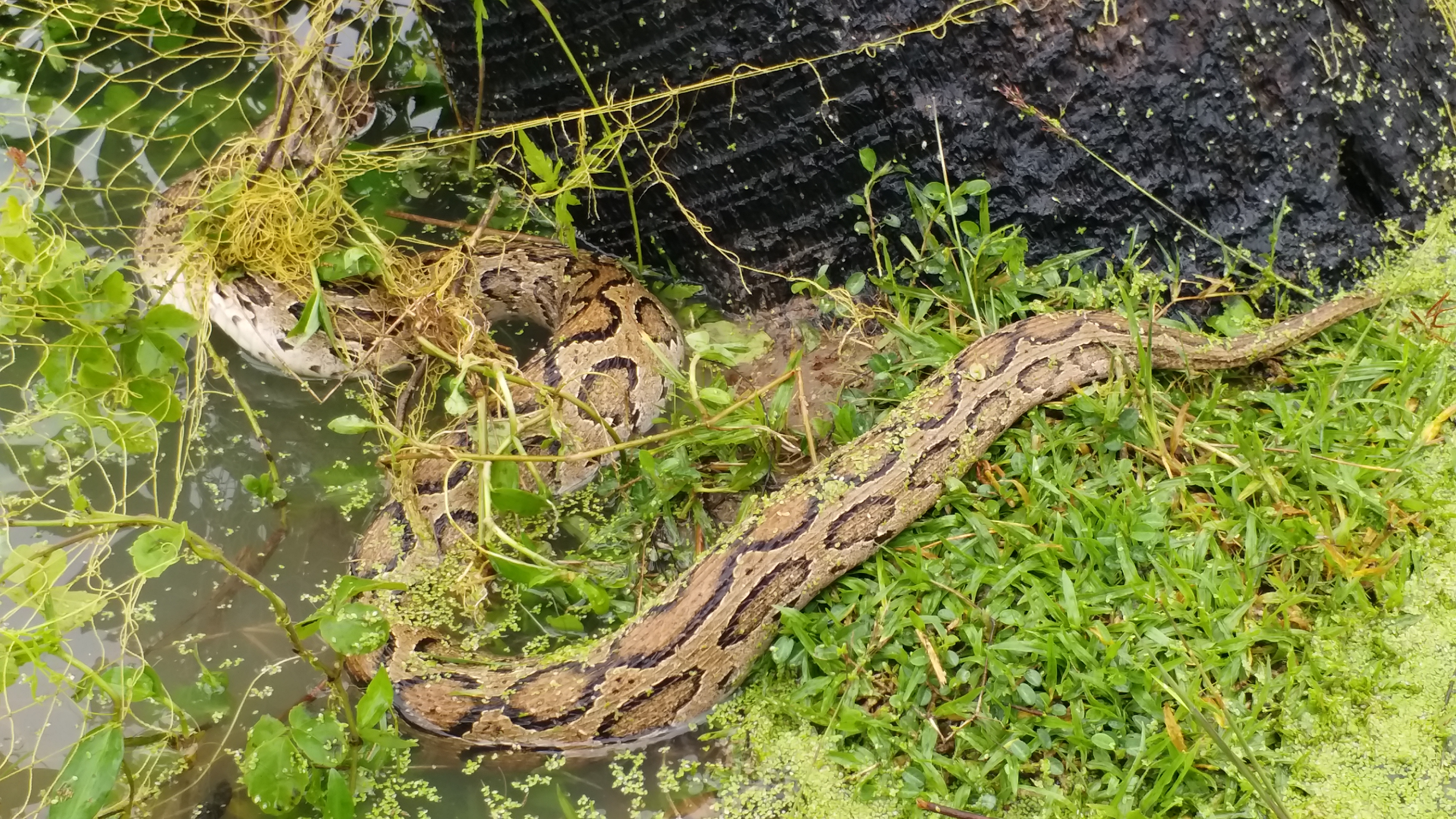 மழைநீரில் புகுந்த மலைப்பாம்பு