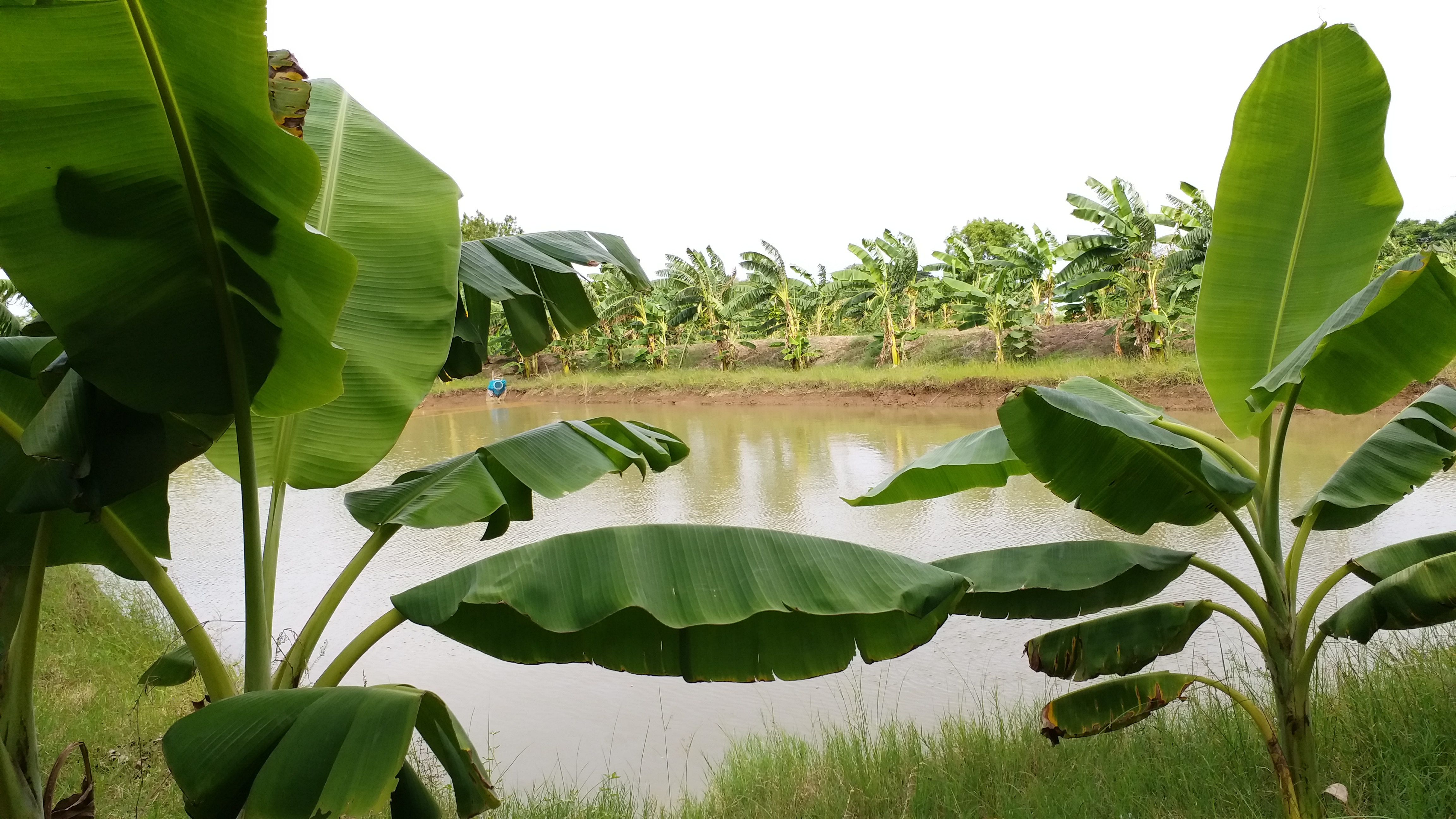 பண்ணை குட்டை கரையோரங்களில் வளர்க்கப்படும் வாழை மரங்கள்