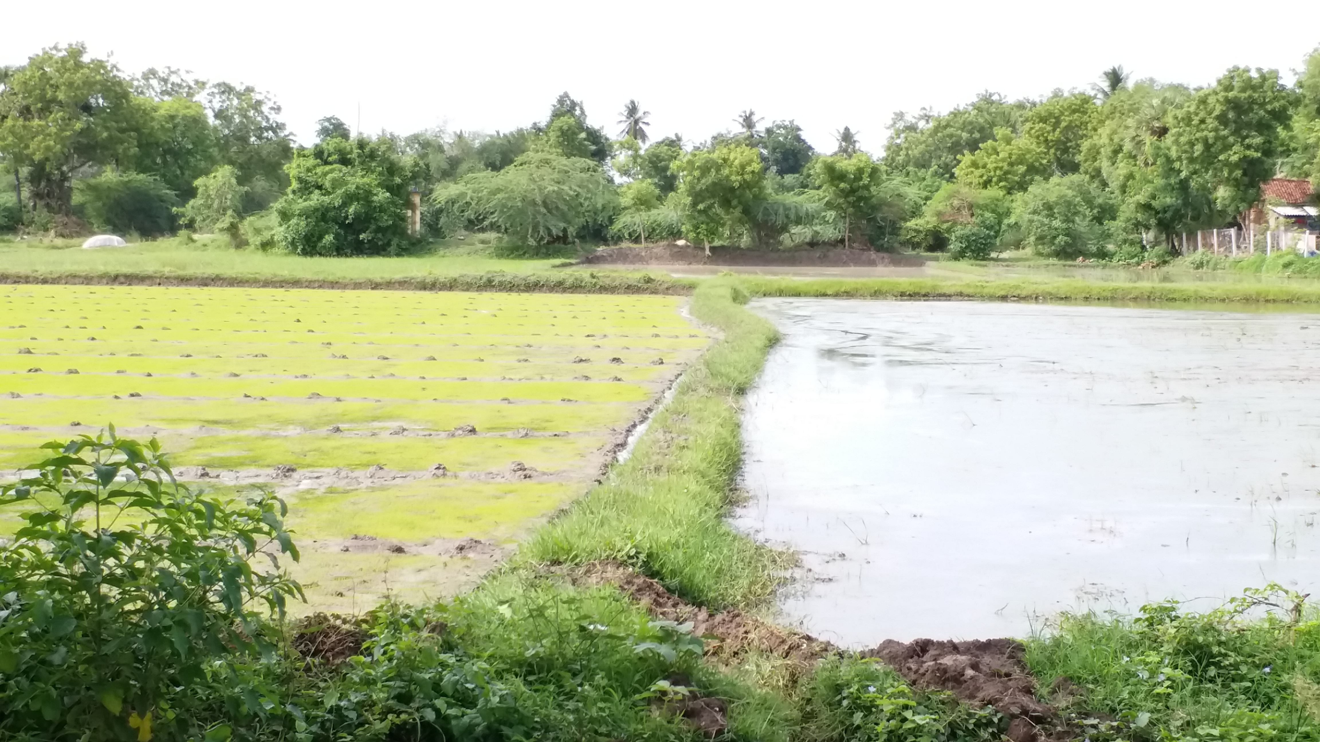 நடுவைக்கு காத்திருக்கும் பயிர்கள்