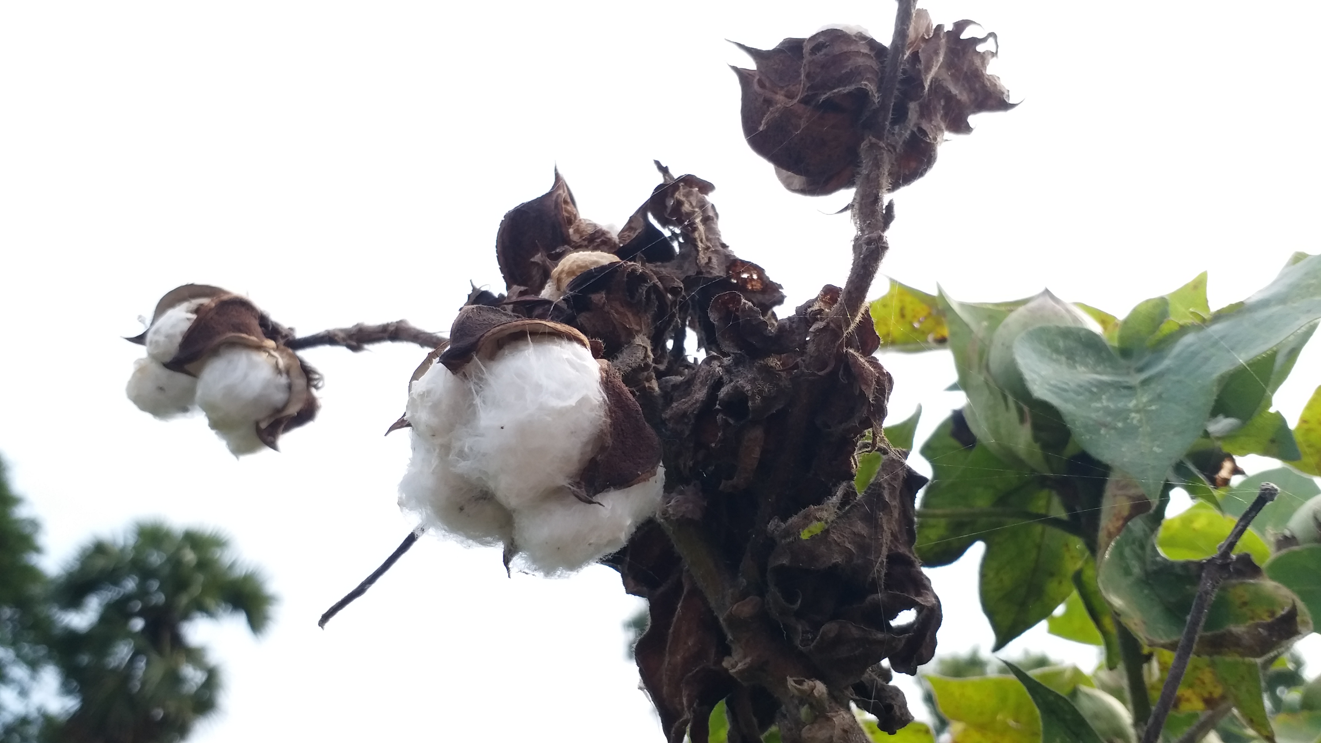 திருவாரூர், பருத்தி செடிகள், tiruvarur, cotton plants