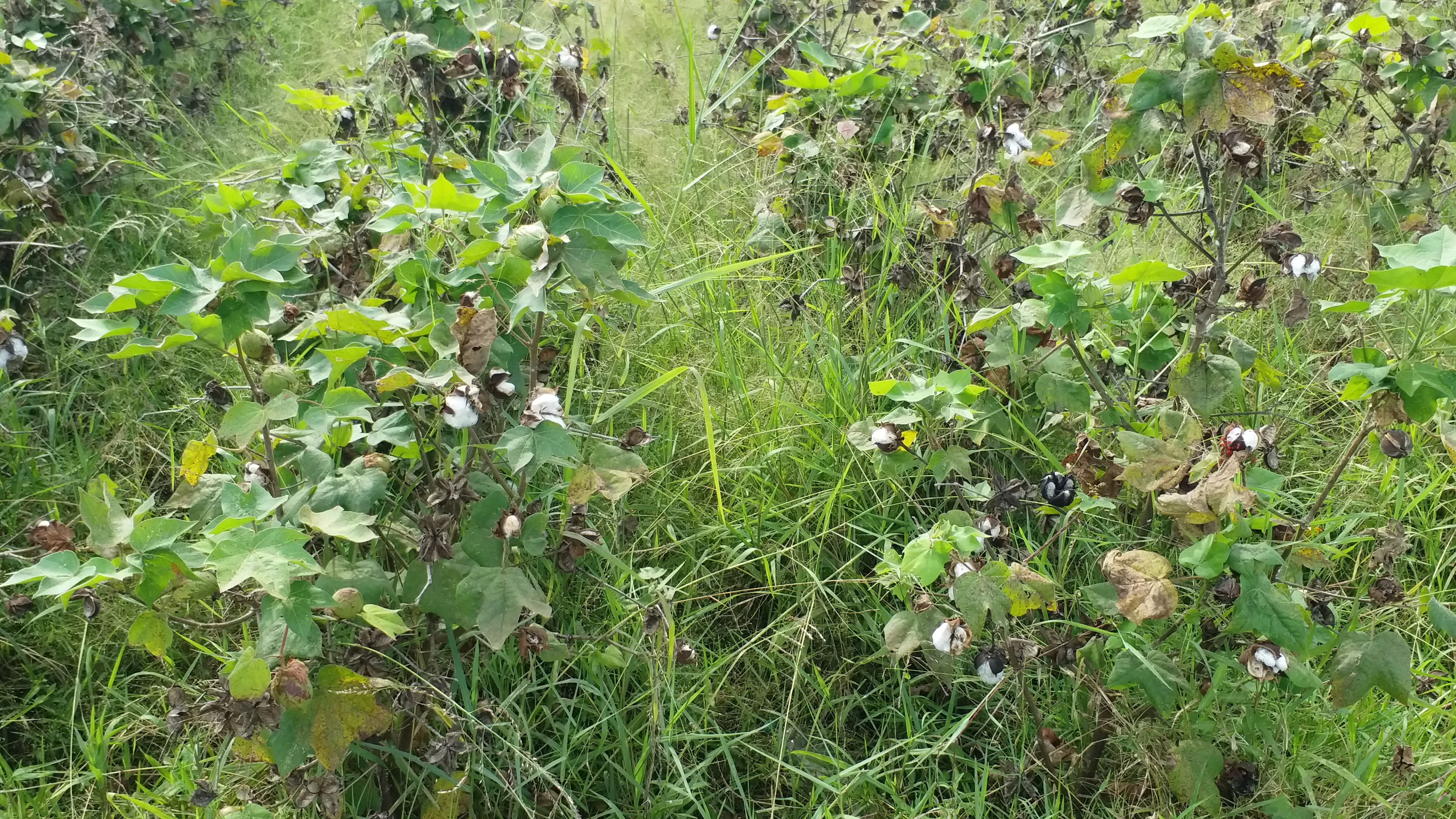 tiruvarur cotton machine issue, திருவாரூர், பருத்தி செடிகள், tiruvarur, cotton plants