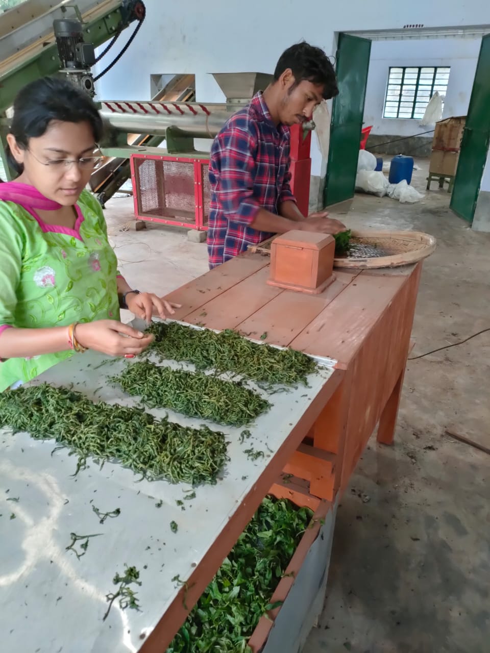 Tripura's hand-rolled tea set for a fly to Denmark RS 12500 per kg highest price ever