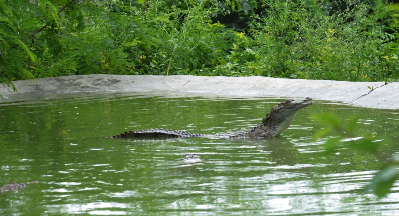 crocodiles at manjeera project in sangareddy district