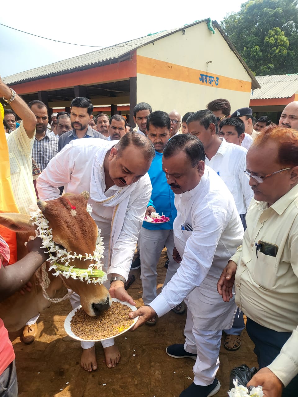 गाय को गुड़ चना खिलाते राज्यमंत्री