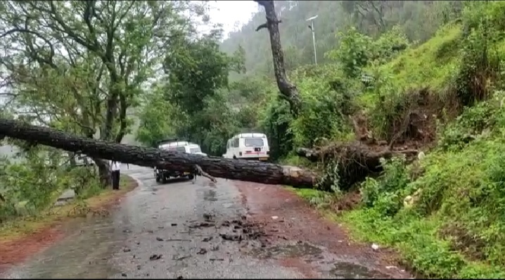 बीच सड़क पर गिरा पेड़