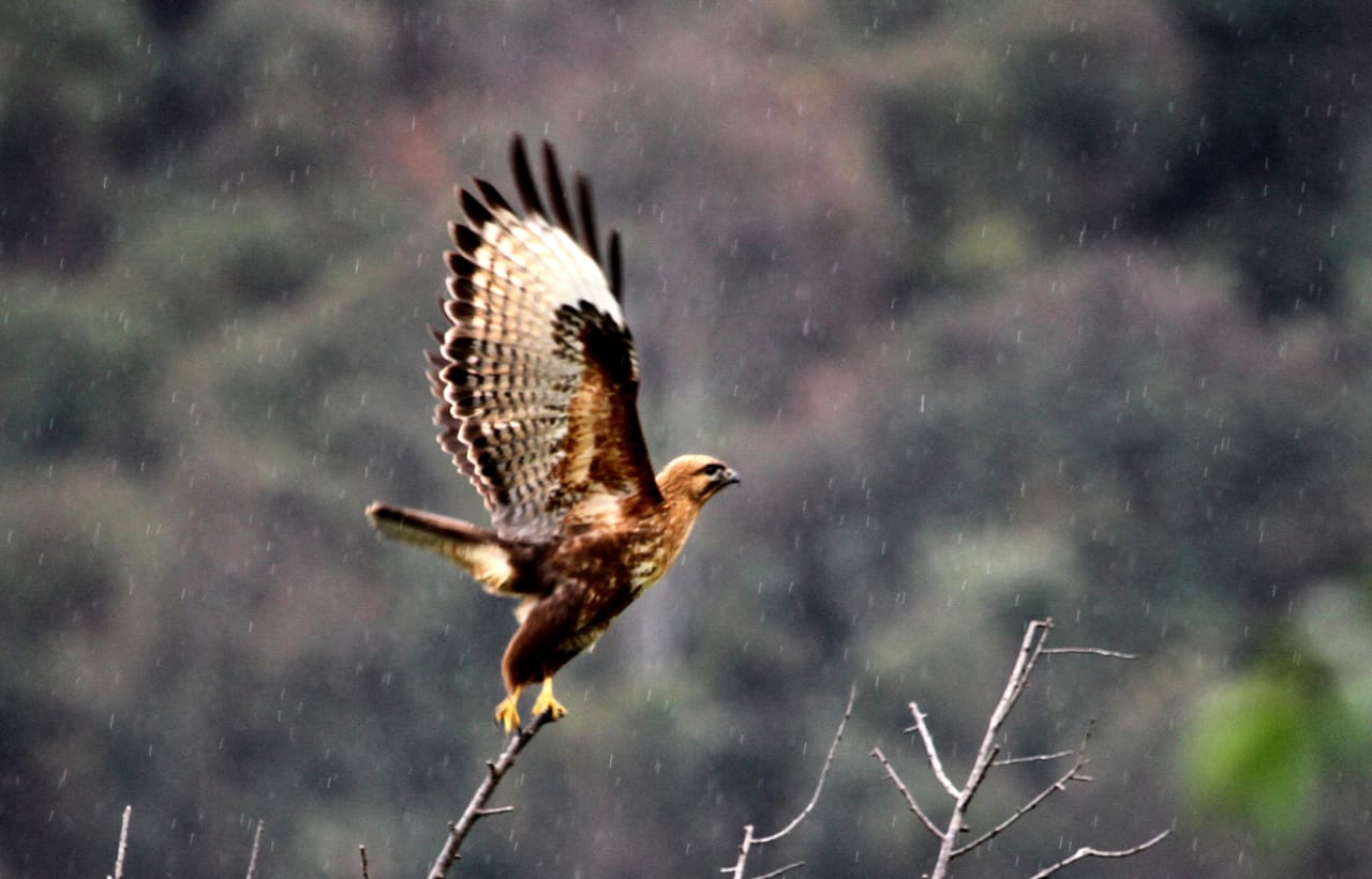 kedarnath-wildlife-sanctuary