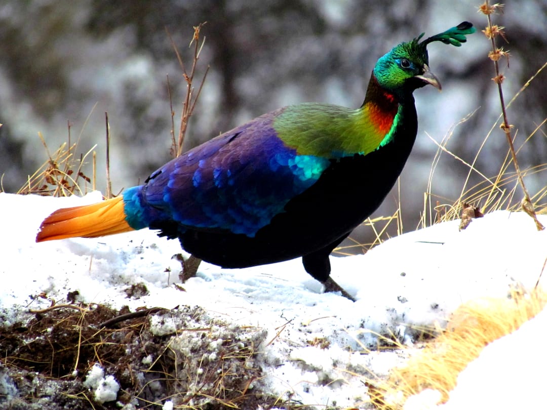 kedarnath-wildlife-sanctuary