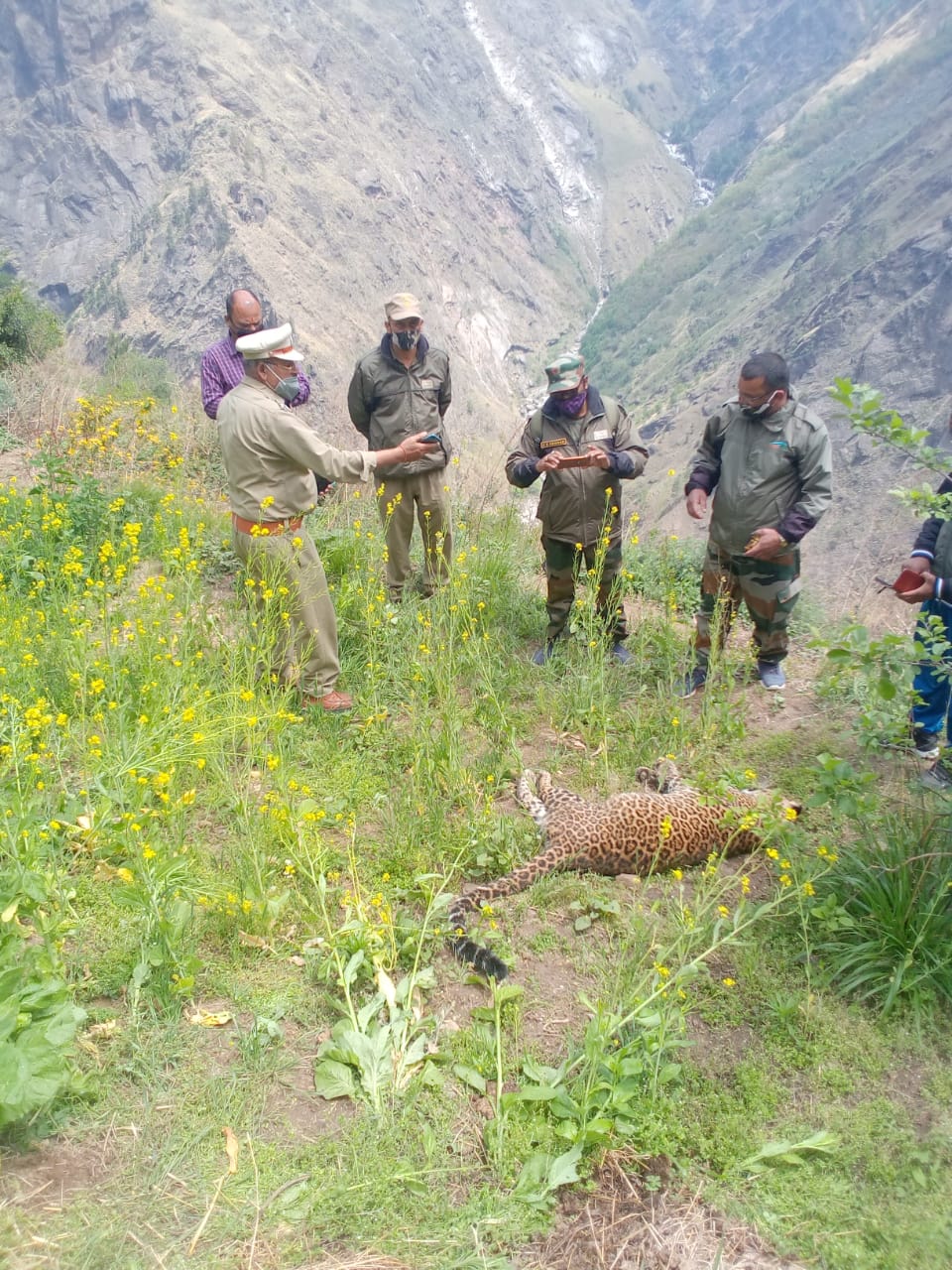 वन अधिकारियों ने गुलदार के शव को किया बरामद