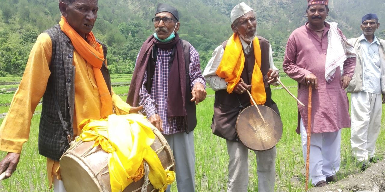 paddy transplanting