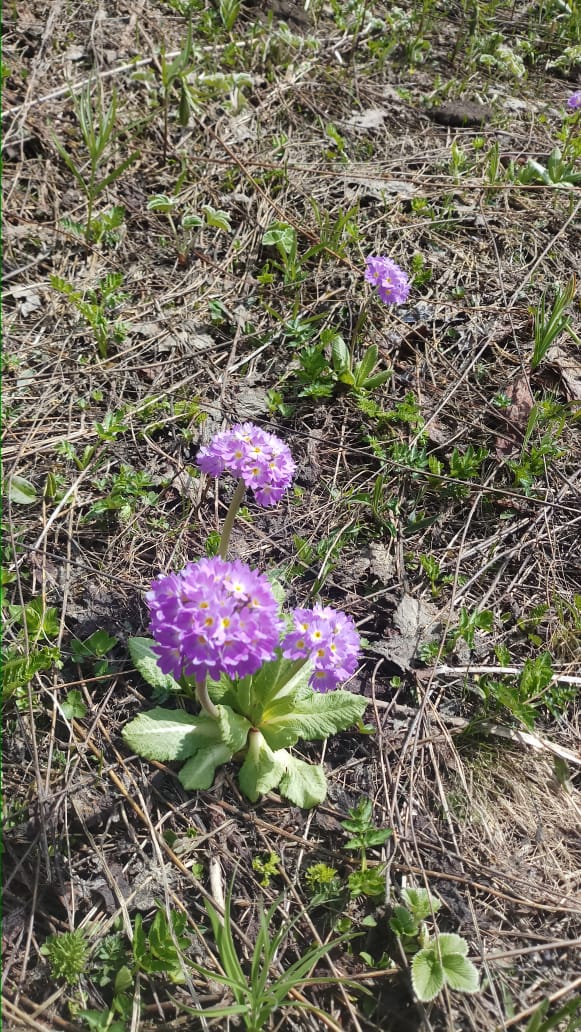 world famous valley of flower