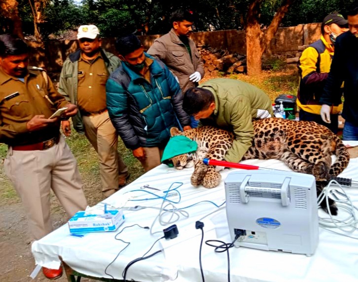 uttarakhand forest department radio collared sixth leopard