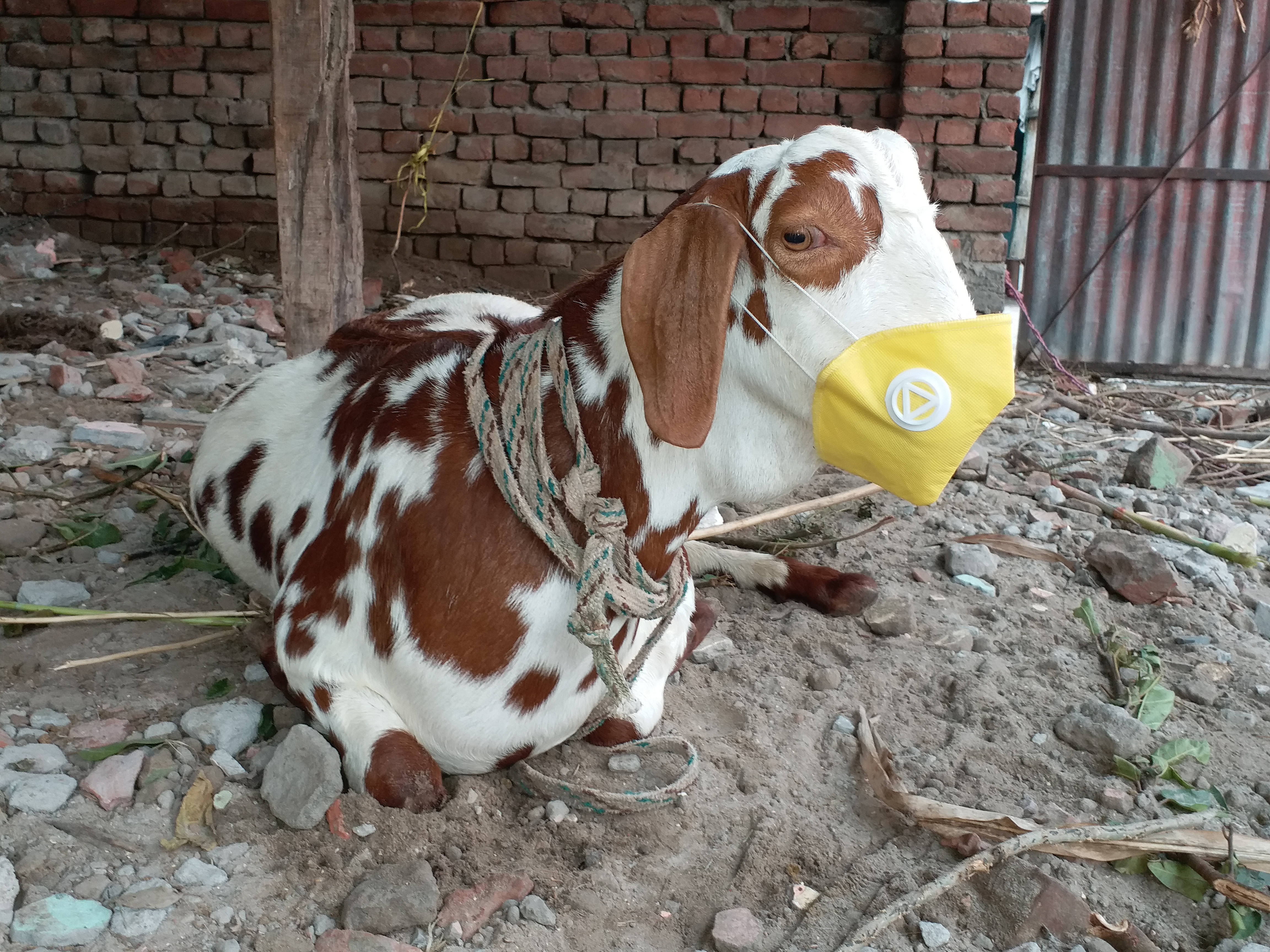 goats wearing masks