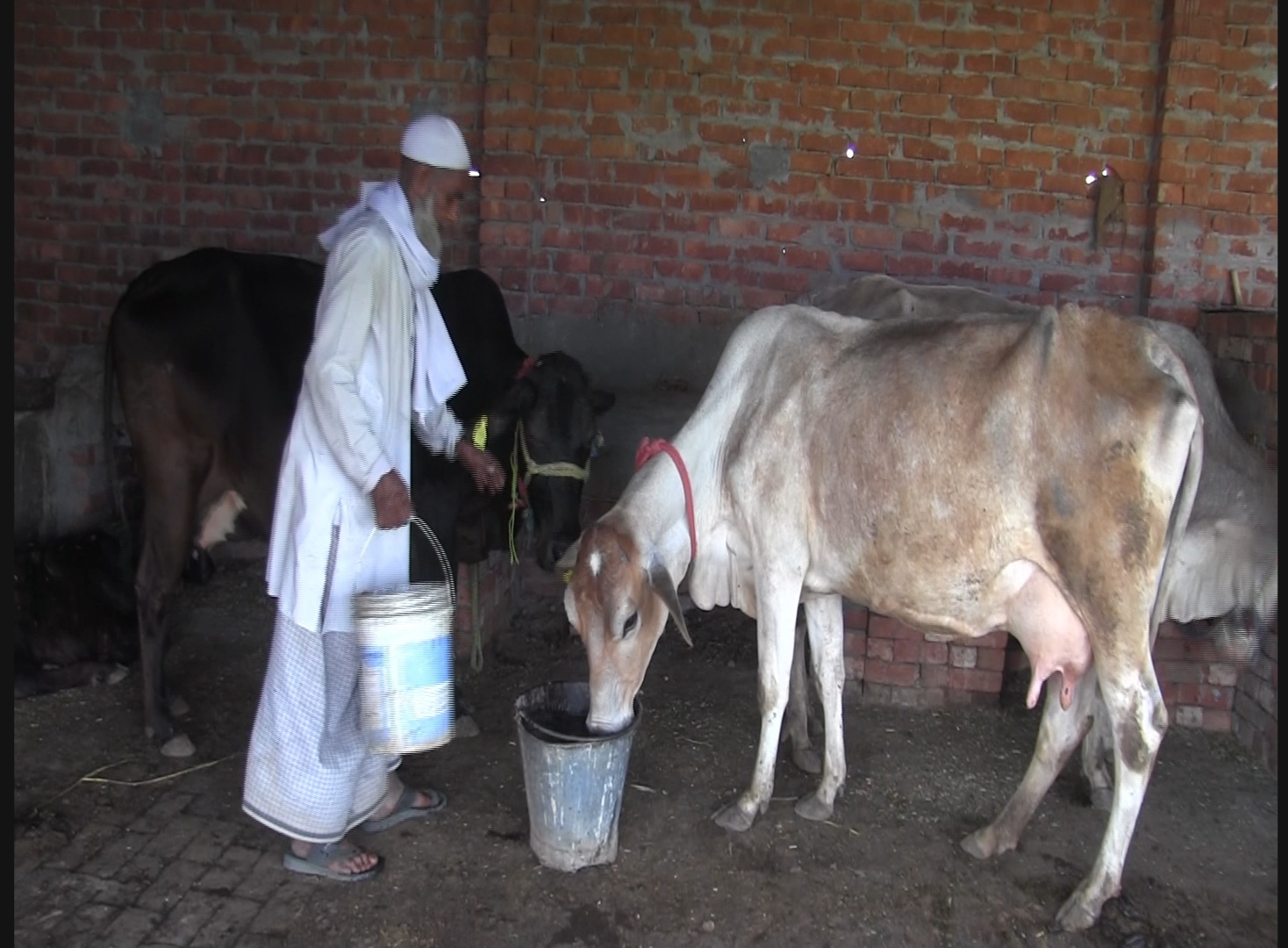 गाय पालन से आमदनी