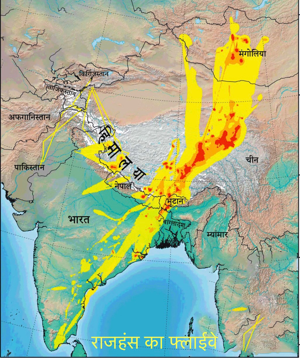 Headed Geese reached Haridwar after crossing the peaks of Everest