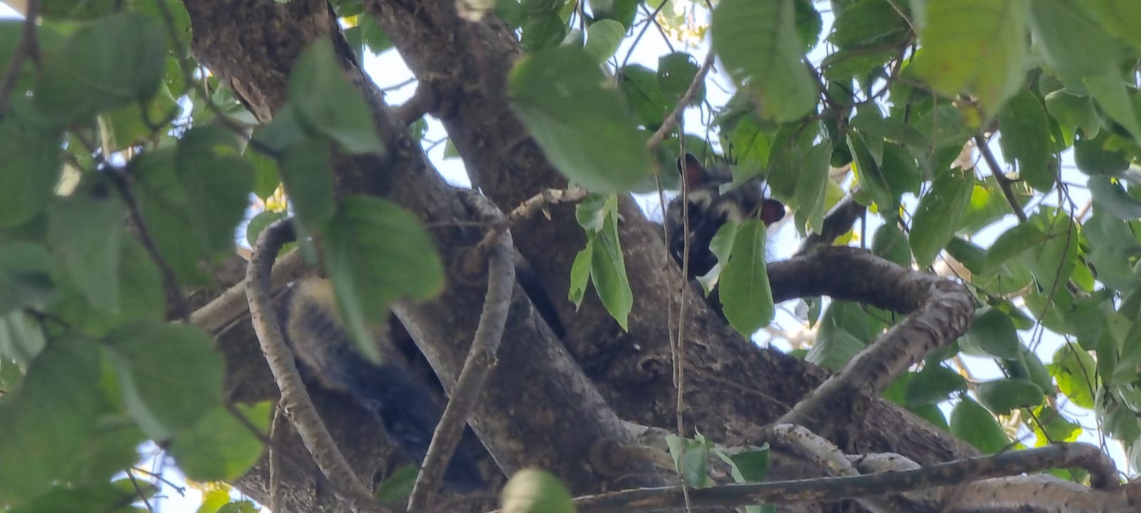 Asian Palm Civet Spotted in Ramnagar